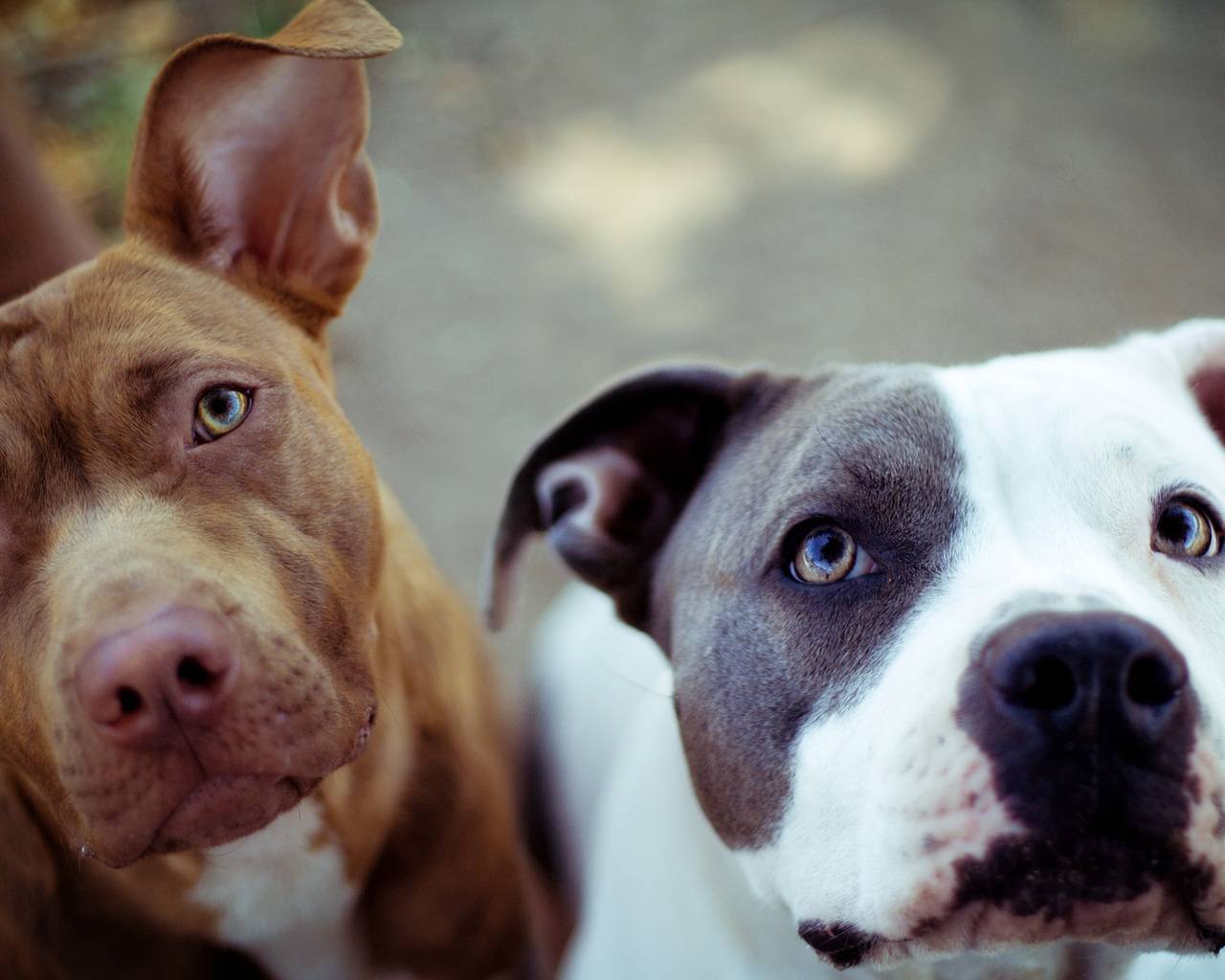 Pitbull Wallpaper