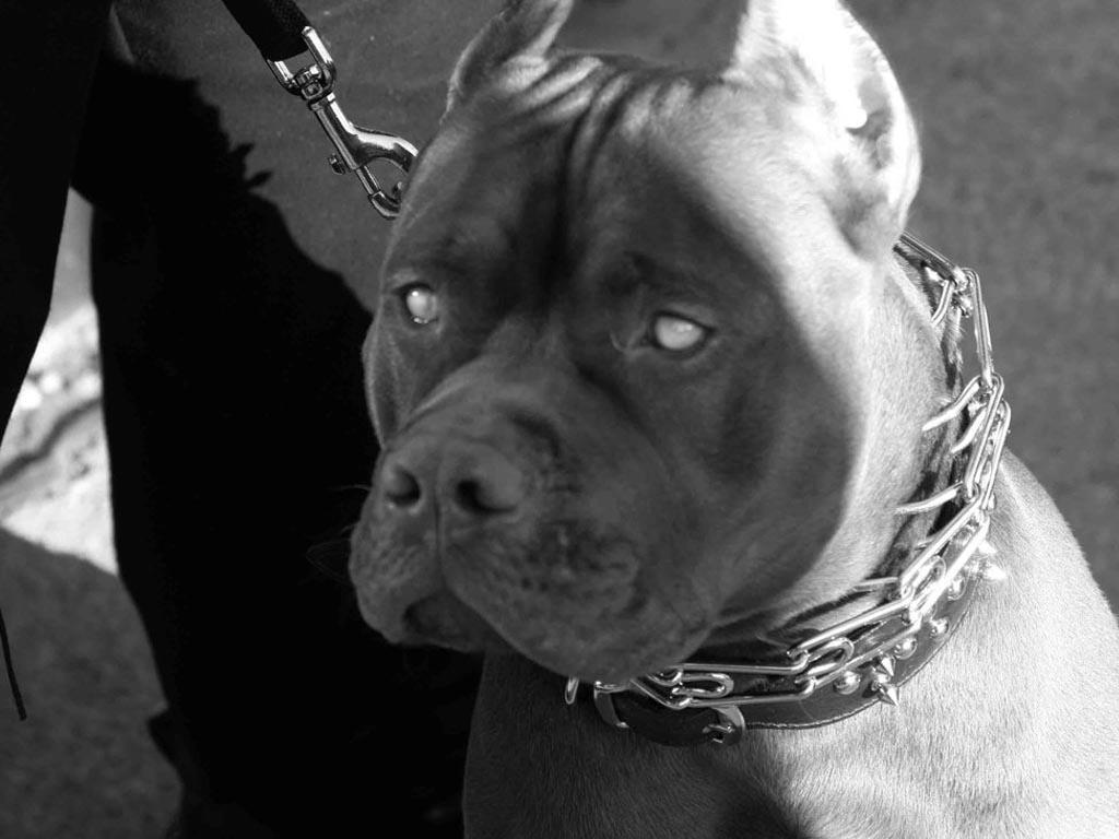 units of Pitbull Wallpaper