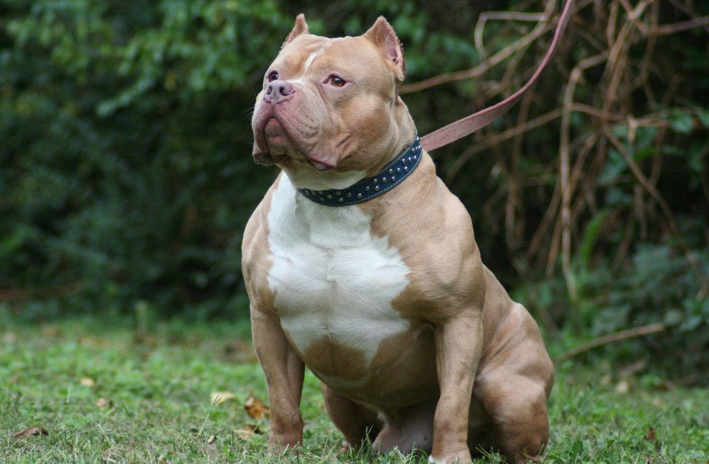 Pit bull dog wallpaper