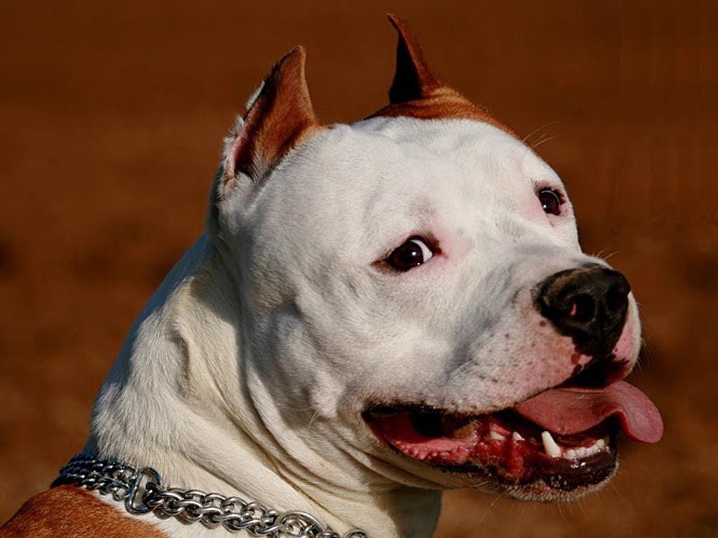 wallpaper perros pitbull - ๑✸๑ ρσѕт ραяα тι ๑✸๑!
