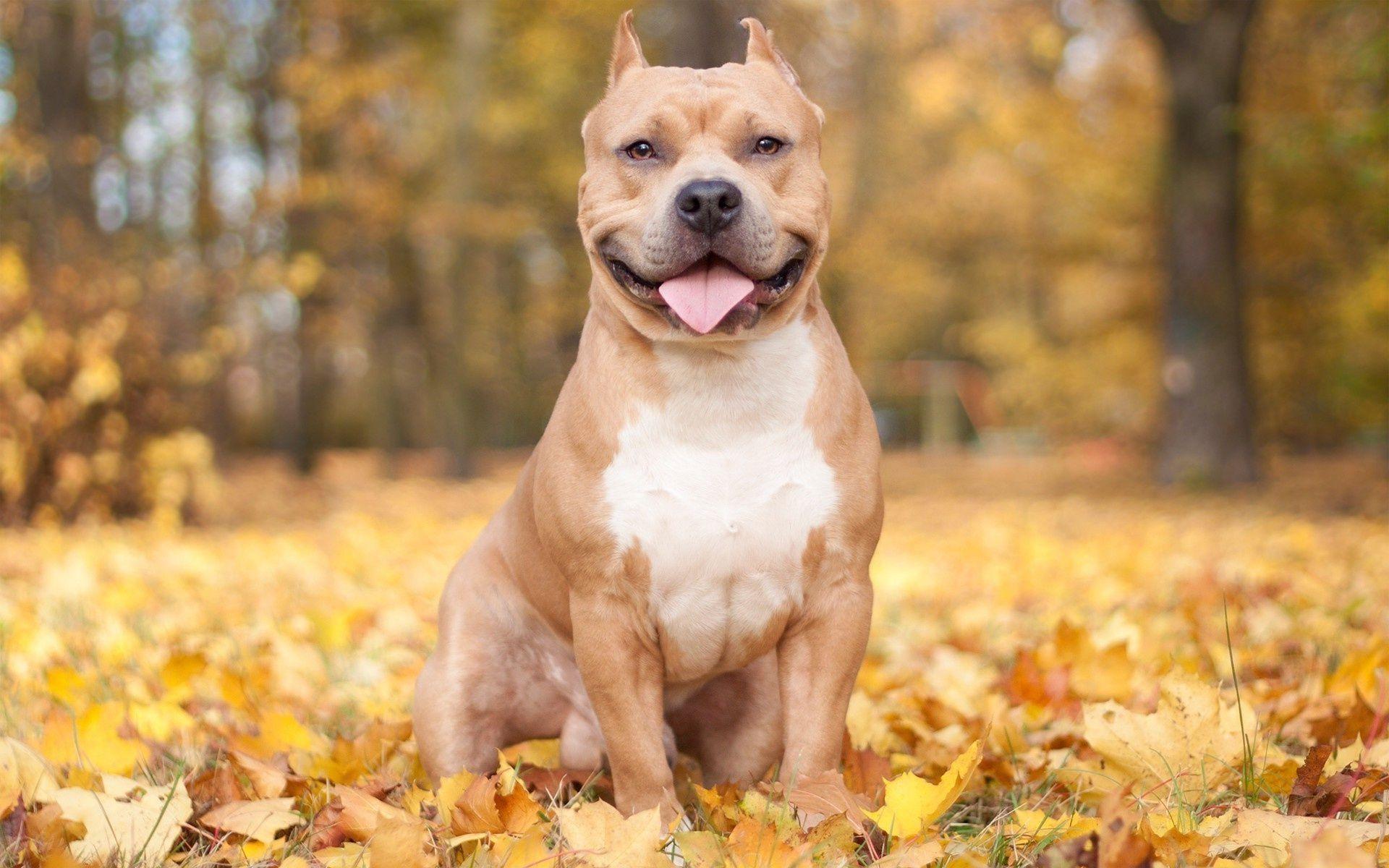 Pit Bull Wallpaper and Background Image