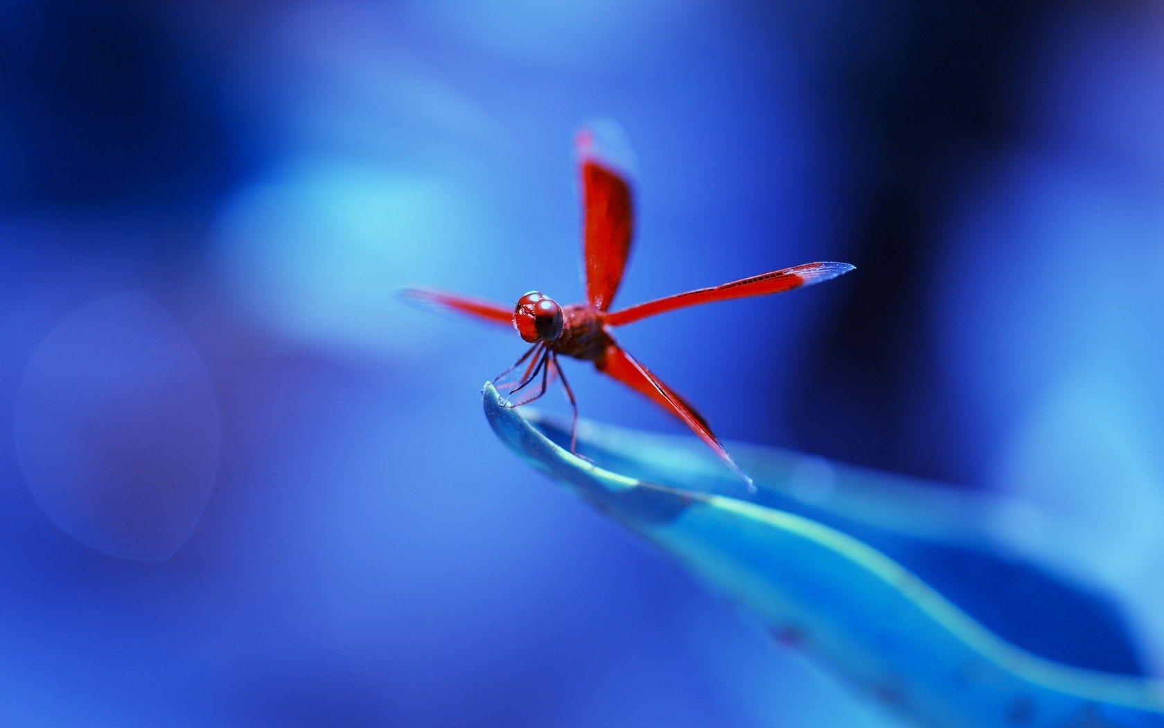 Dragonflies image Dragonfly HD wallpaper and background photo