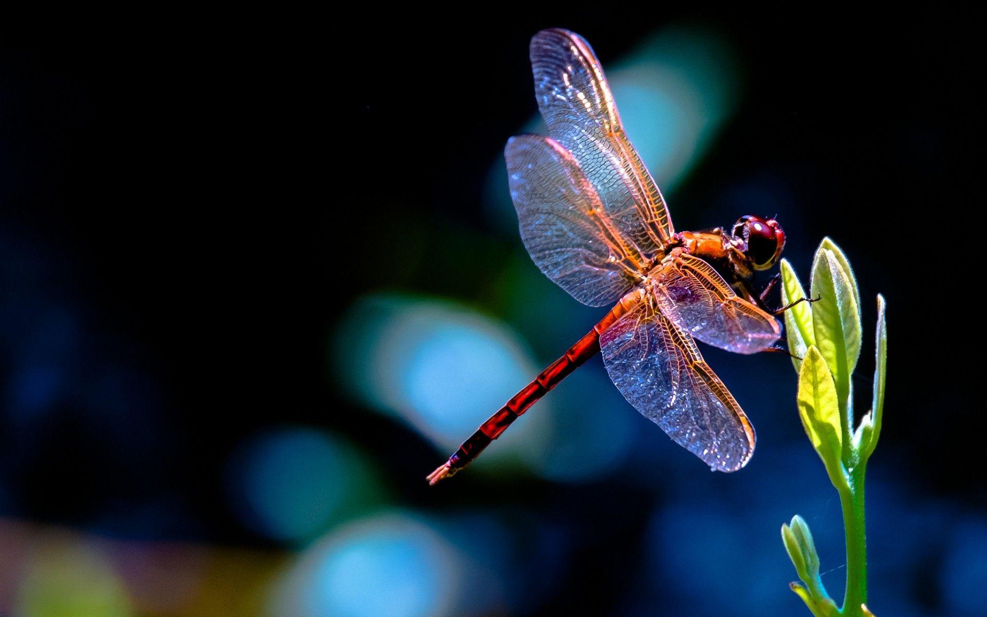 Dragonflies image Dragonfly HD wallpaper and background photo