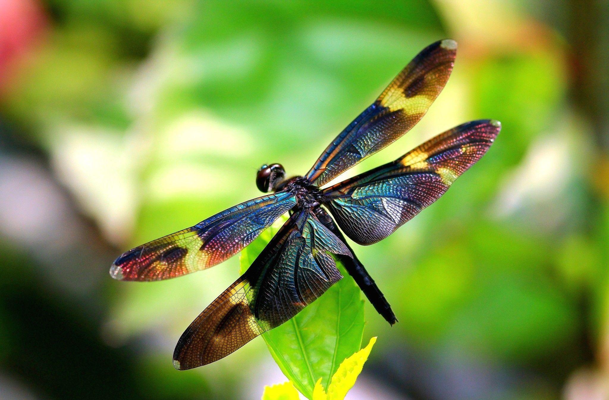 Dragonfly HD Wallpaper, Background Image
