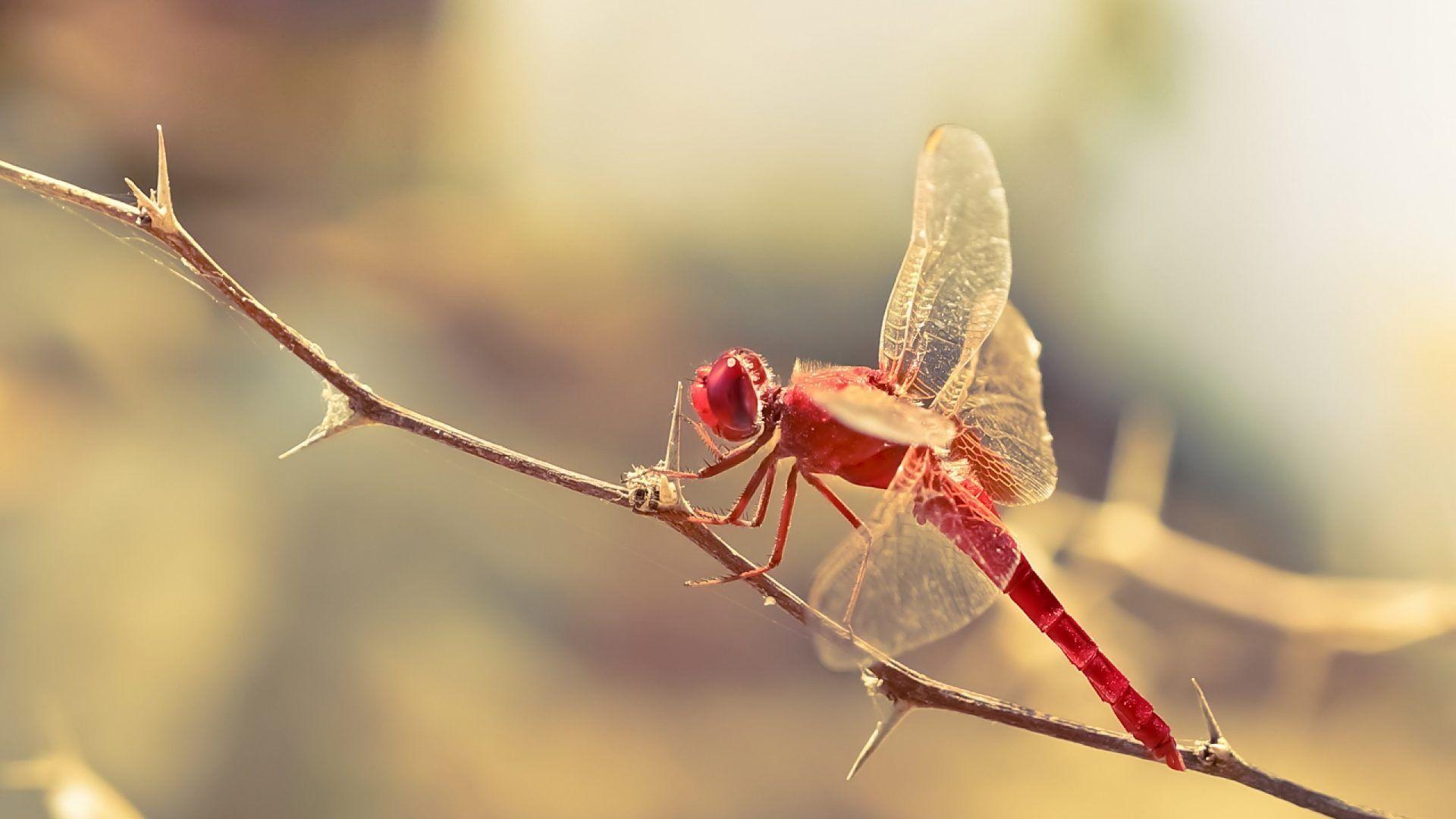 Dragonfly Tag wallpaper: Remembering Fall Autumn Dragonfly Grass