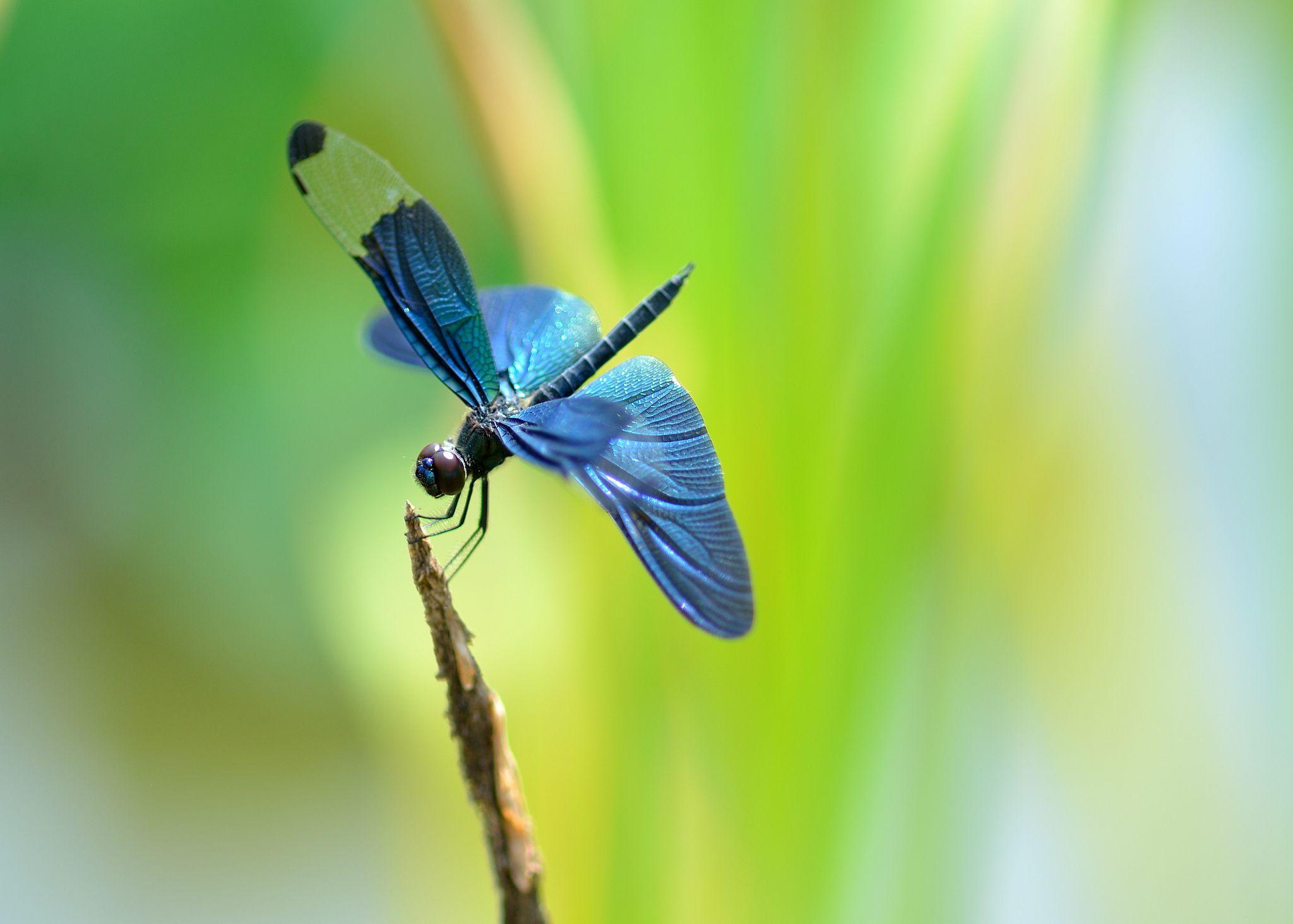 Blue Dragonfly Background Picture HD Desktop Wallpaper, Instagram