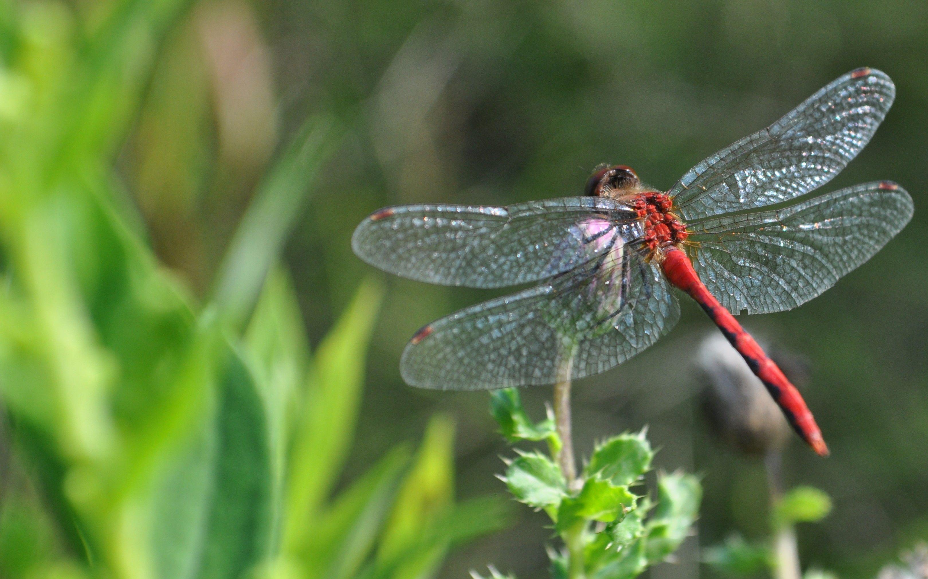 Wallpaper.wiki Dragonfly HD Background PIC WPB007953