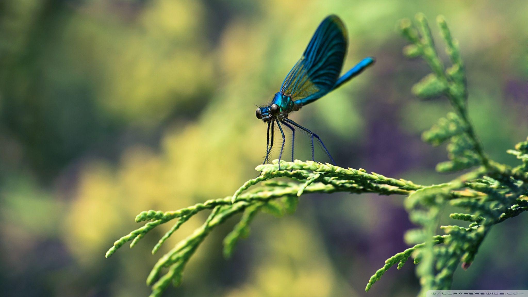 Dragonfly HD Wallpaper, Background Image