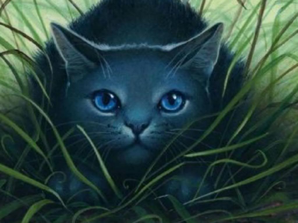 Warrior Cats Wallpapers Bluestar - Wallpaper Cave