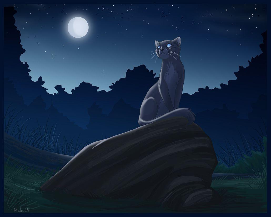 Warrior Cats Wallpapers Bluestar - Wallpaper Cave