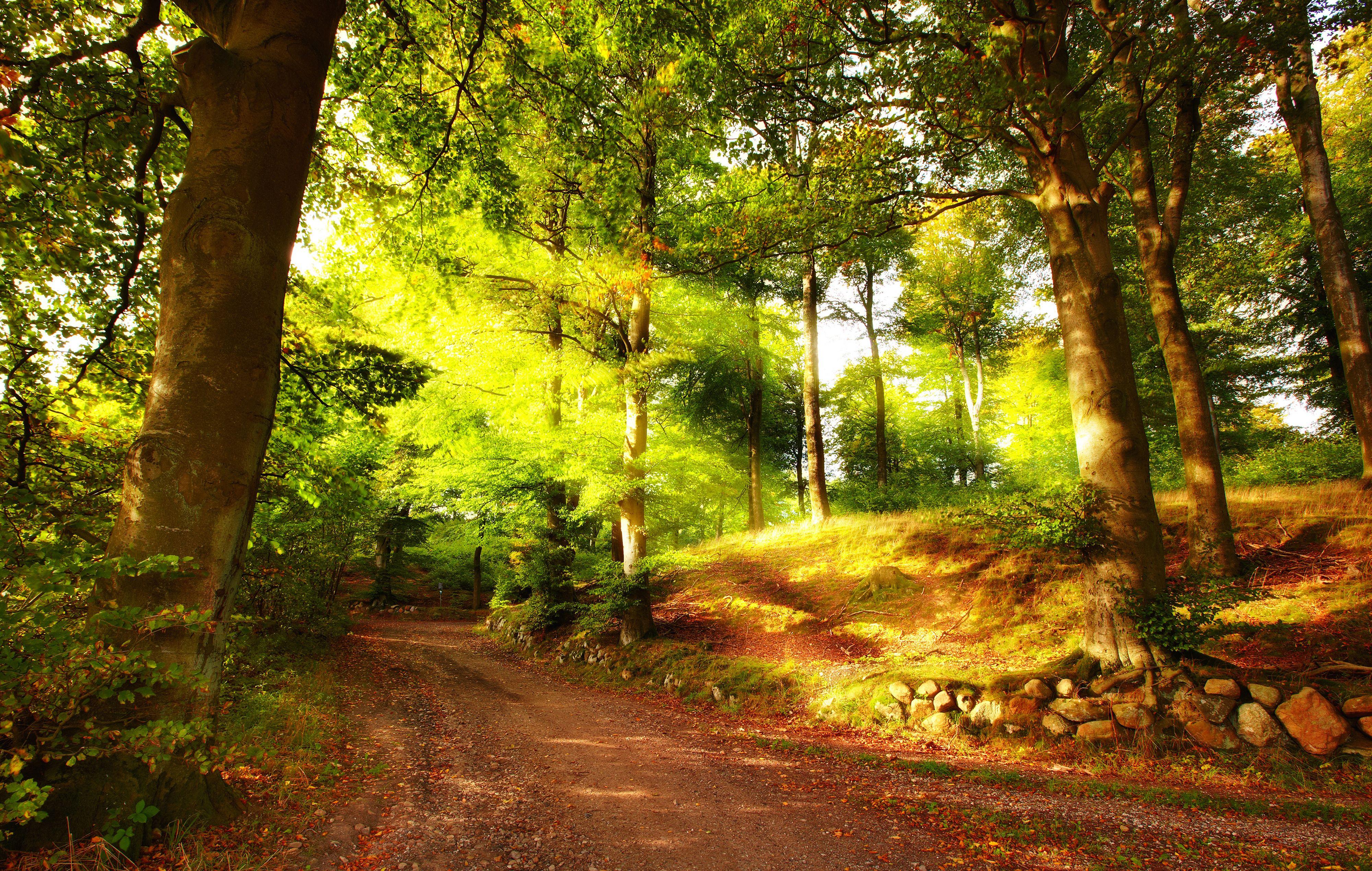 Sunlights Through Green Trees Forest Background Nature, HD wallpaper |  Peakpx