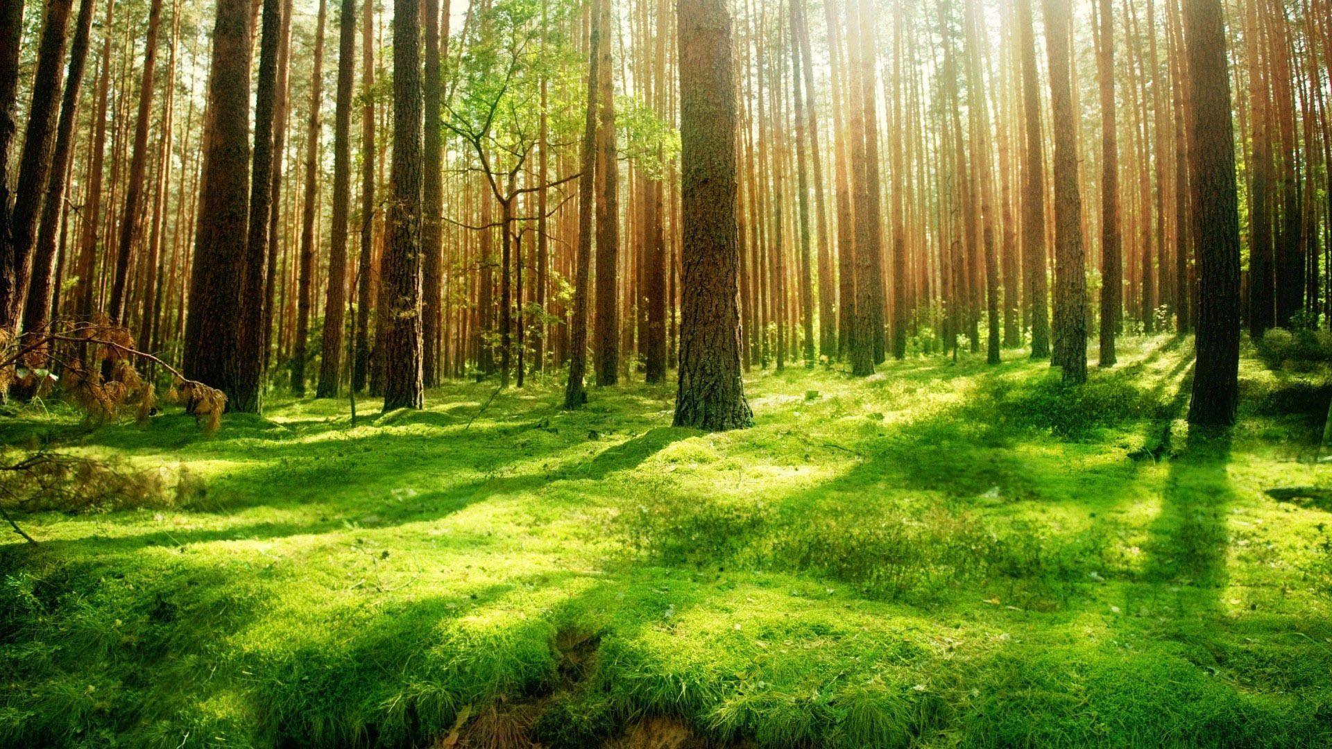 Forest Background. Forest Background wallpaperx1080