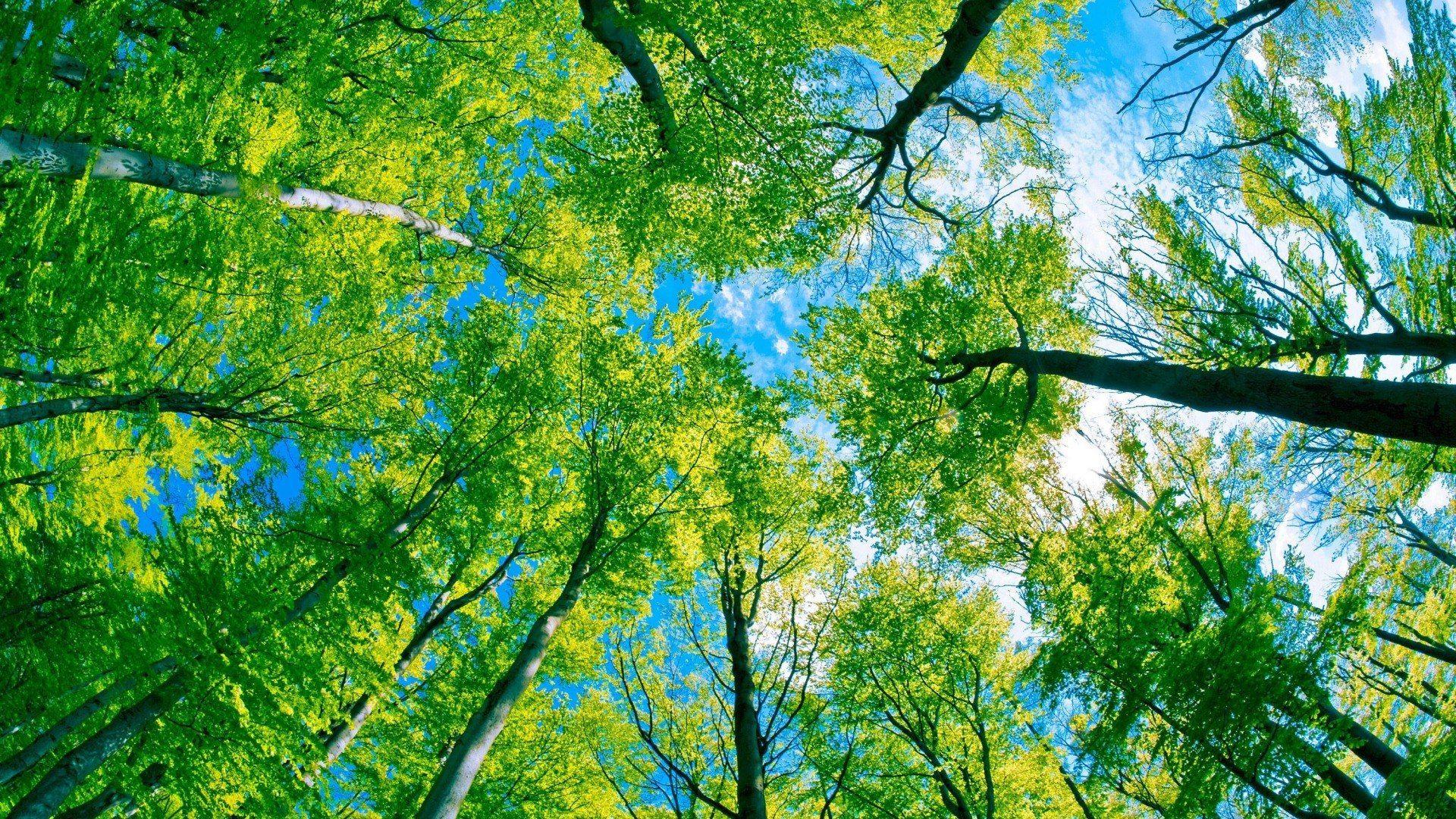Green Forest Tree Canopy Desktop Wallpaper