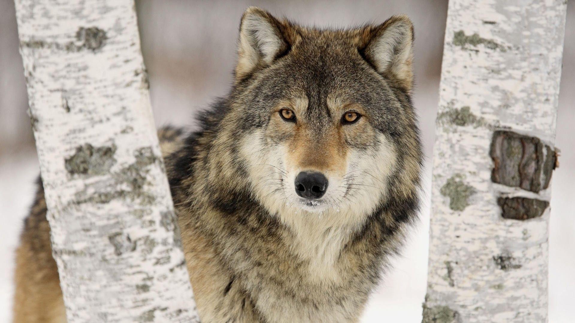 Wolf HD Wallpaper. Free HD Desktop Wallpaper Image
