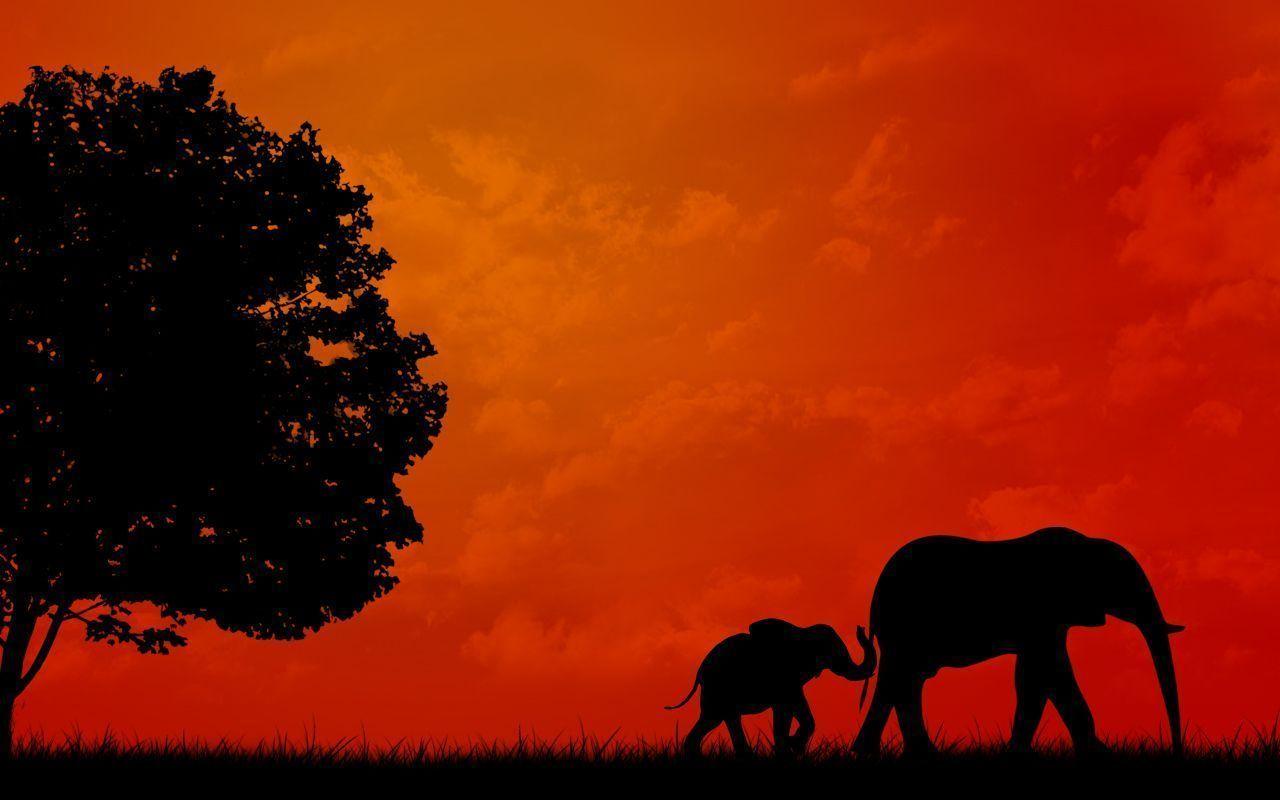 Elephant Background Collection, Wallpaper and Picture