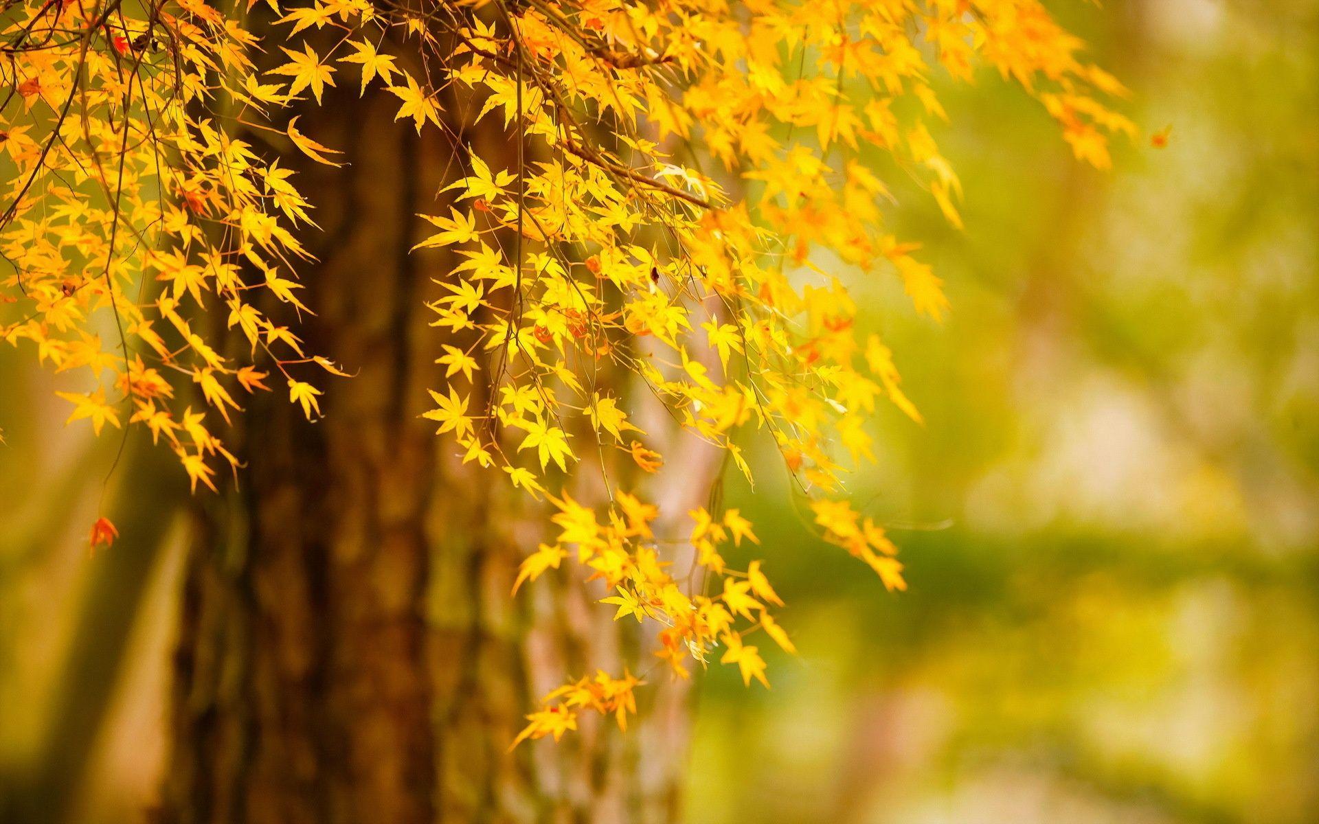 Autumn tree yellow leaves, nature scenery wallpaper