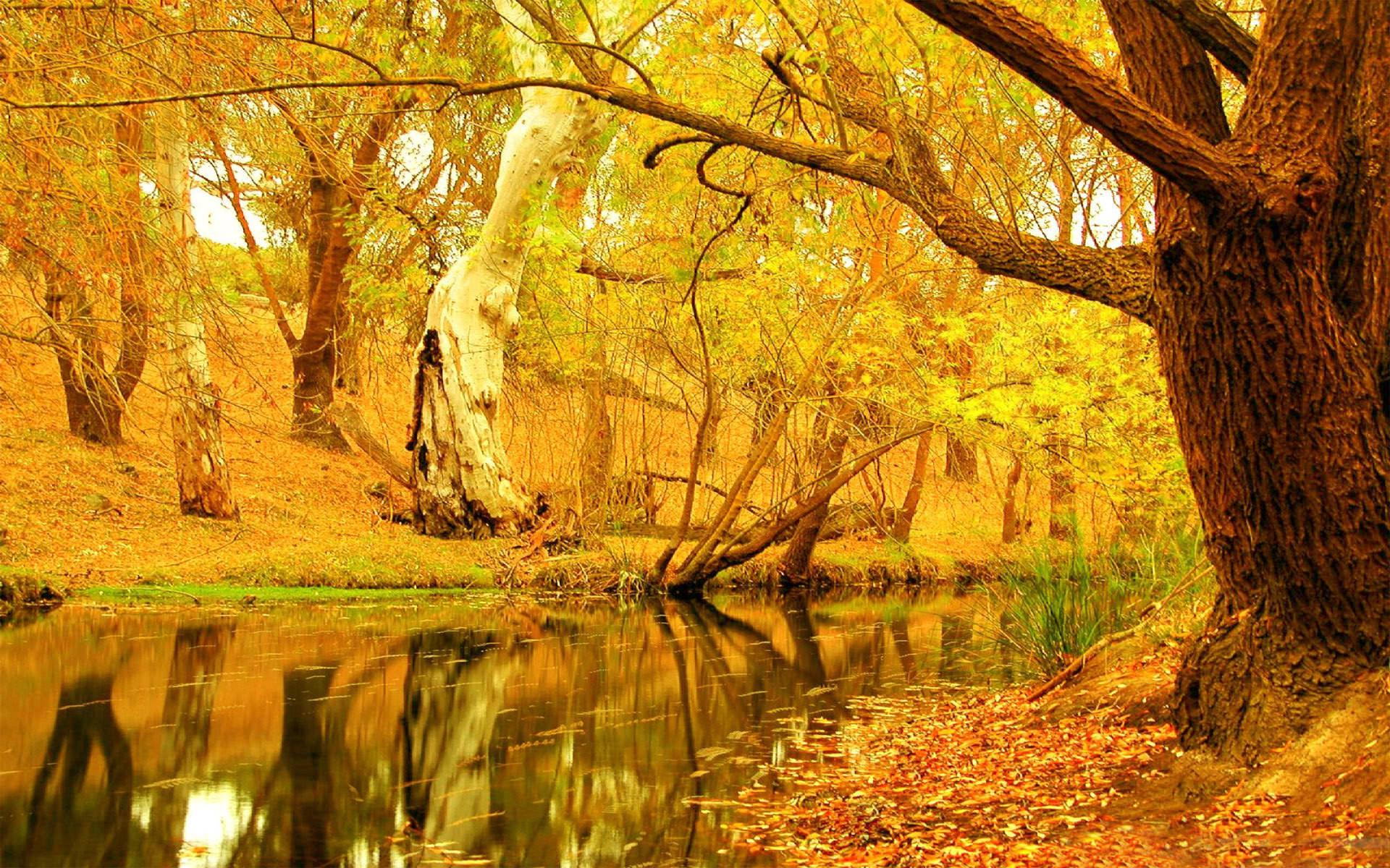 Yellow Autumn Trees HD wallpaper. HD Latest Wallpaper