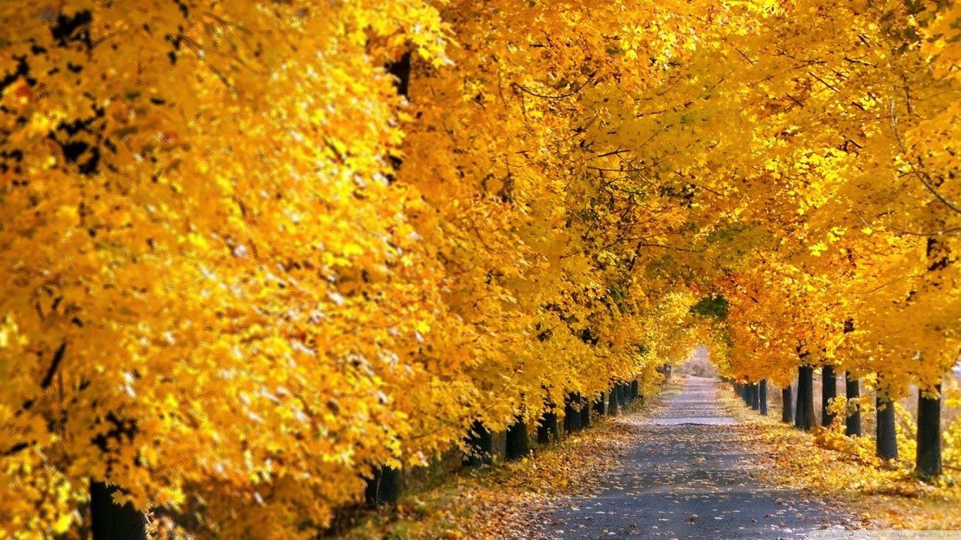 Autumn Yellow Trees Wallpapers - Wallpaper Cave
