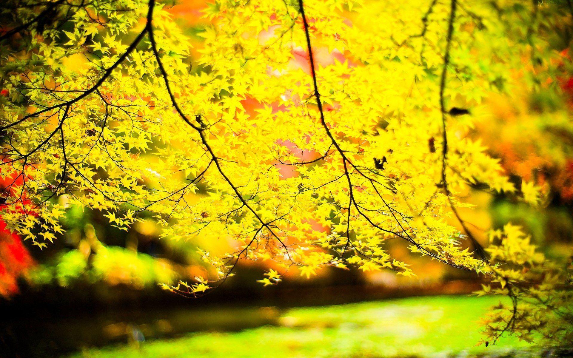 close up leaves yellow tree trees leave branches sun blur background