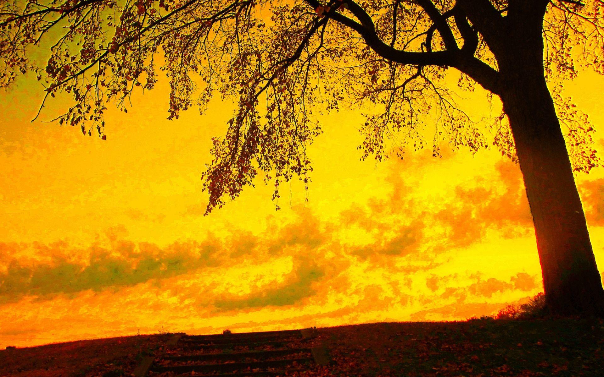 Yellow Sky And Autumn Tree wallpaper