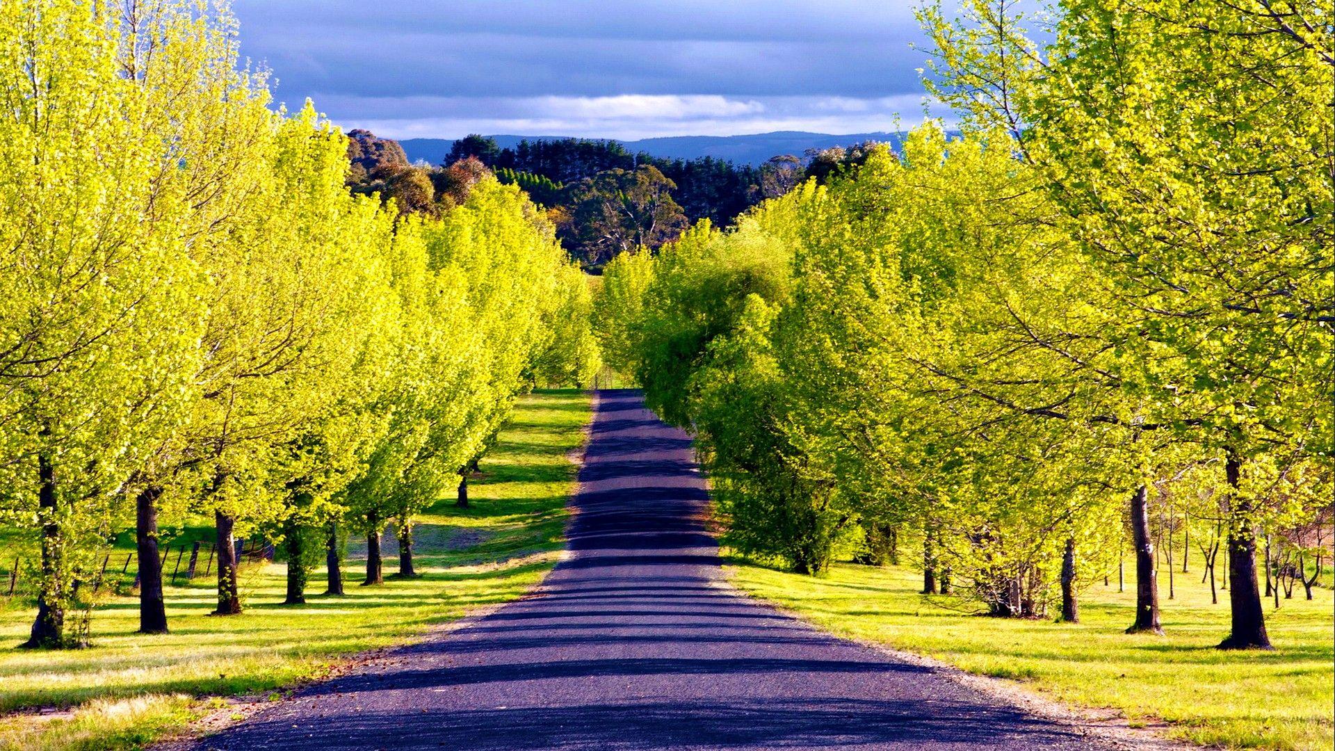Mountain Road Lined by Green Trees Full HD Wallpaper and Background