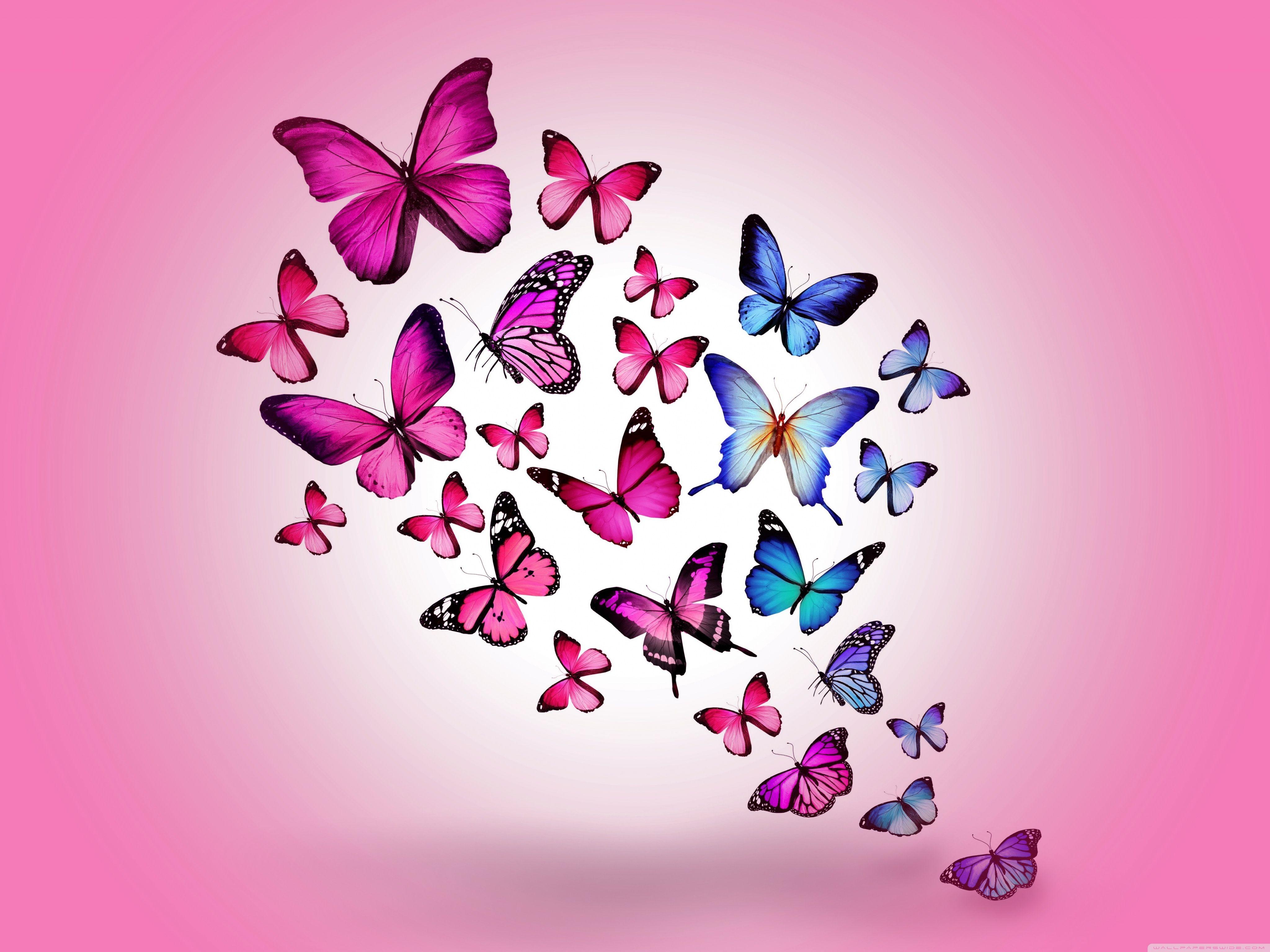 Butterflies Wallpaper