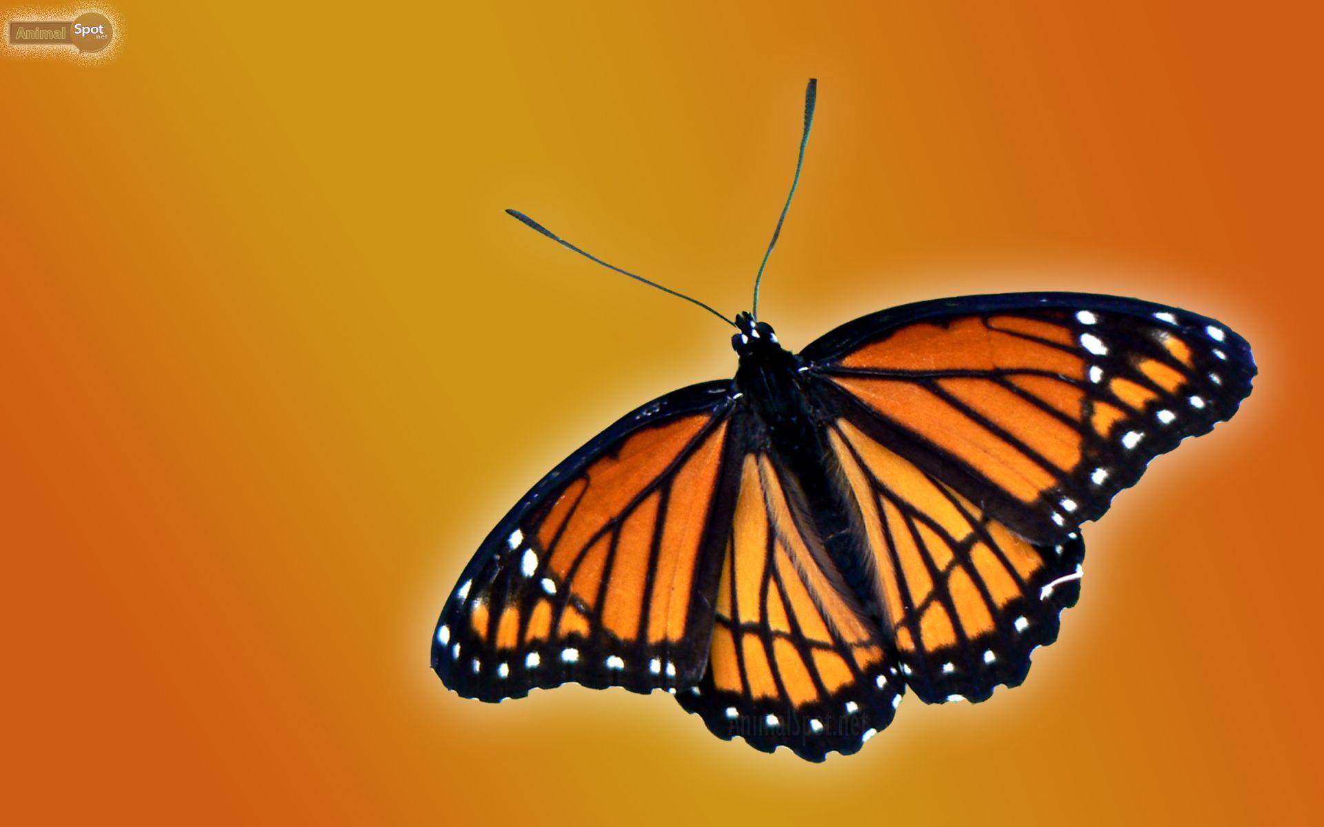 Butterfly Wallpaper