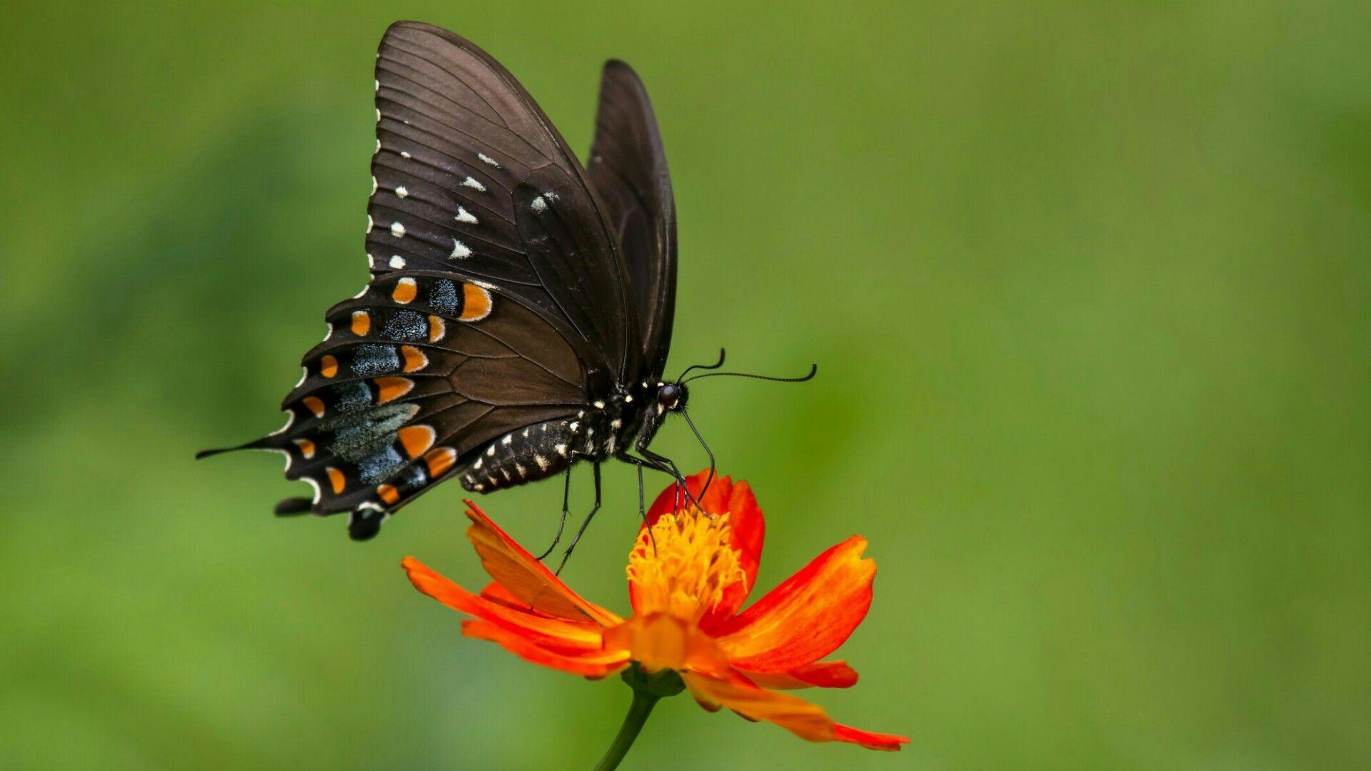 Black Butterfly Wallpaper. Wallpaper Studio 10. Tens of thousands