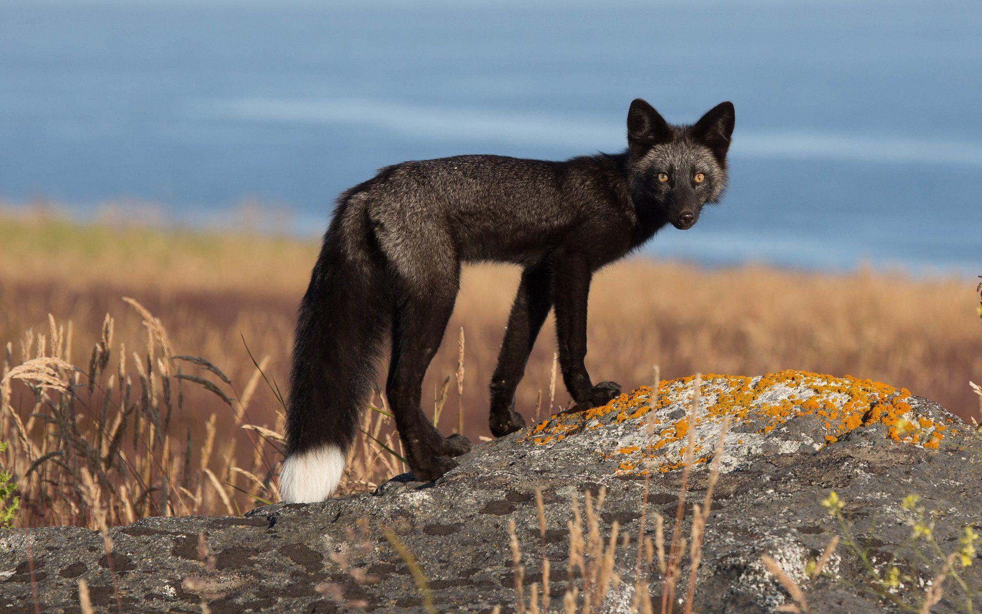 Grey Fox Wallpapers 1920x1080 - Wallpaper Cave