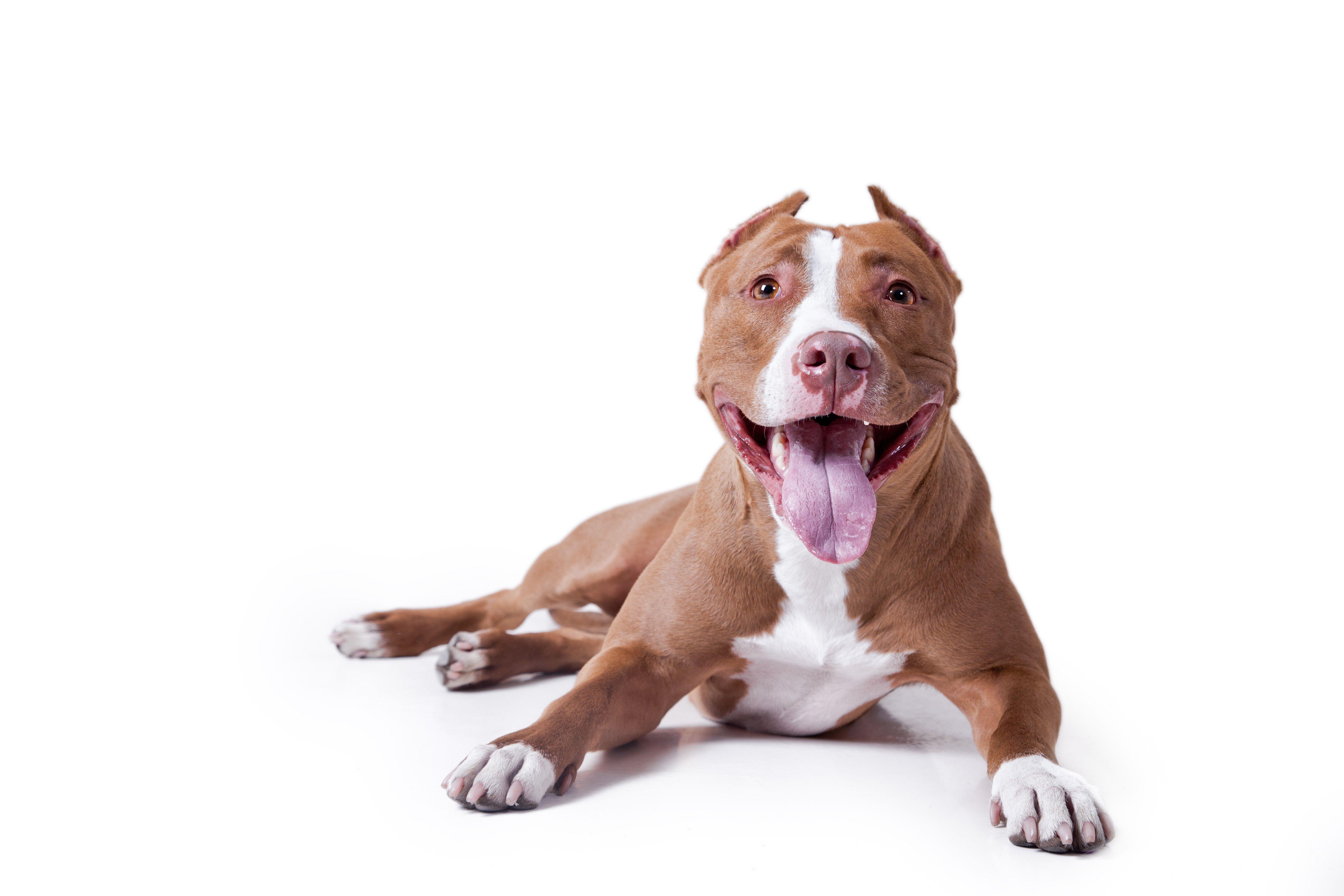 Pitbull Dog Backgrounds - Wallpaper Cave