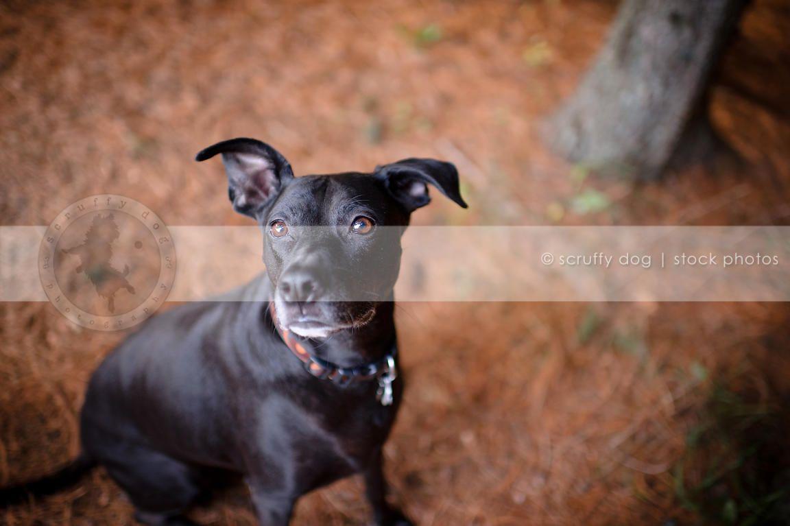 black pitbull dog looking up from minimal background