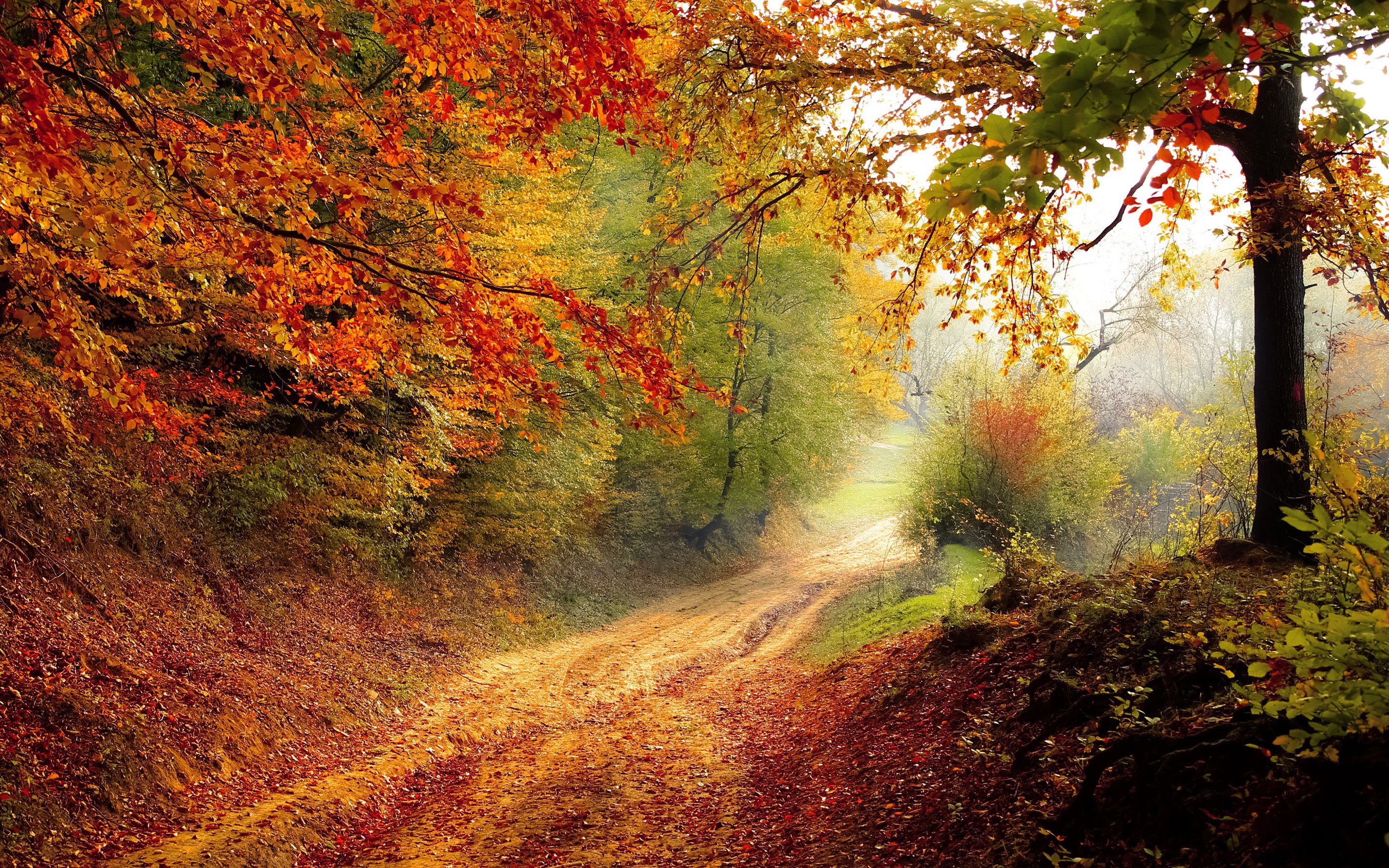 Beautiful Autumn Road Wallpaper