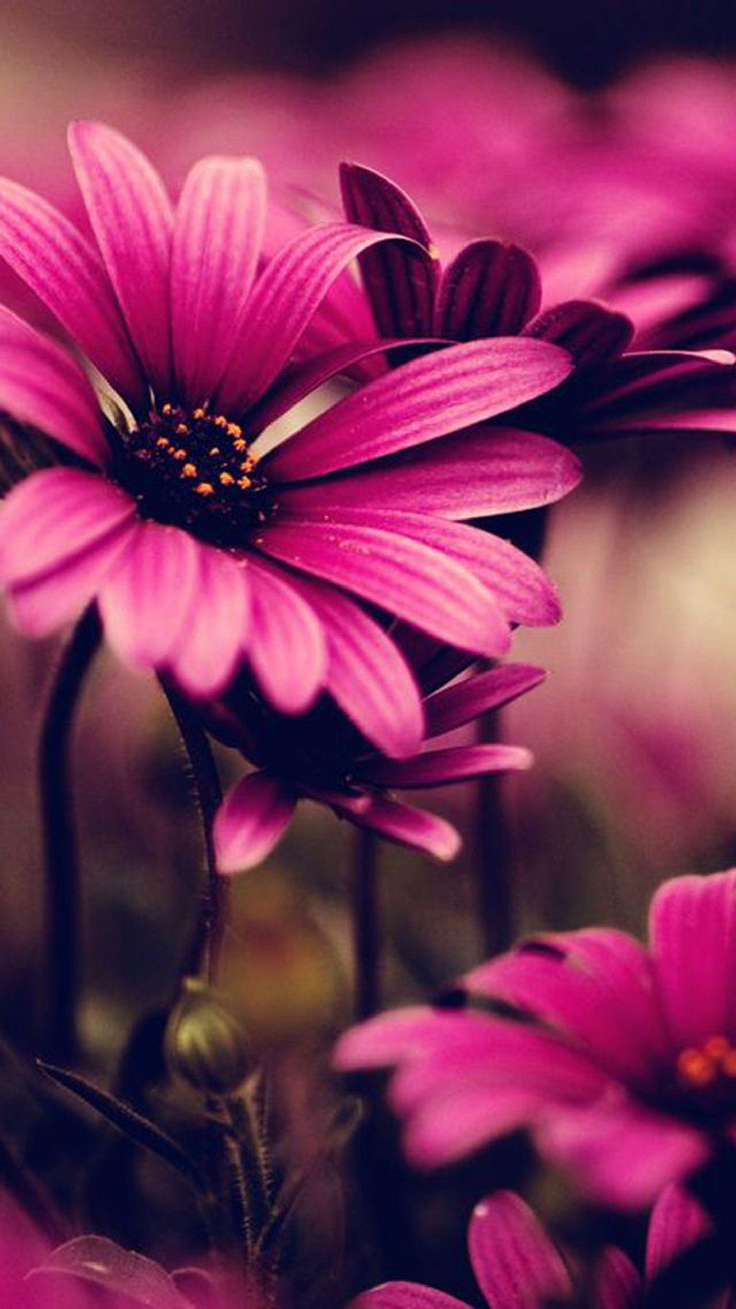 Wallpaper Note 4 Quad 1440 2560 Flowers Pink x 2560
