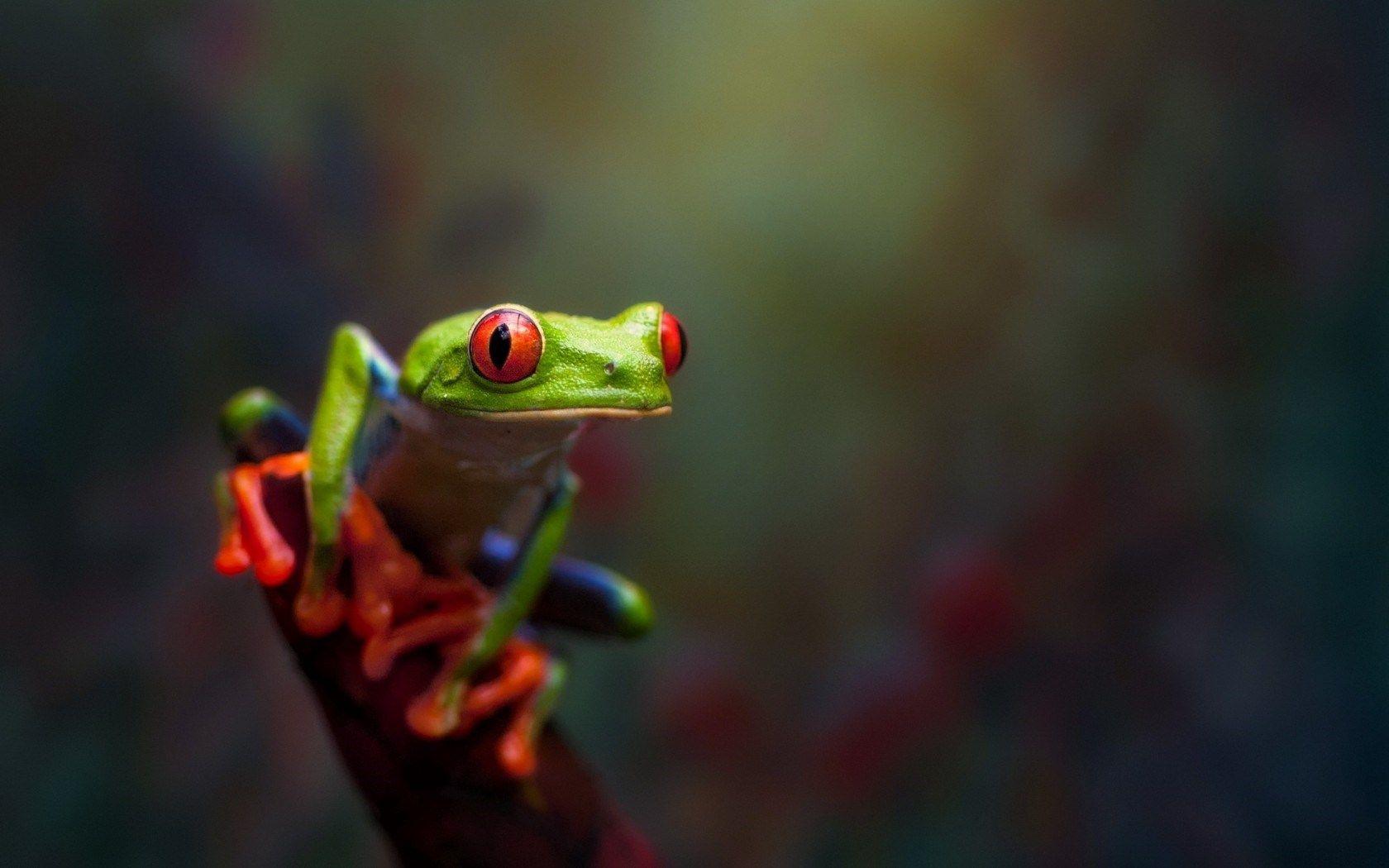 Red Eyed Tree Frog Macro Nature HD Wallpaper. Cool Wallpaper