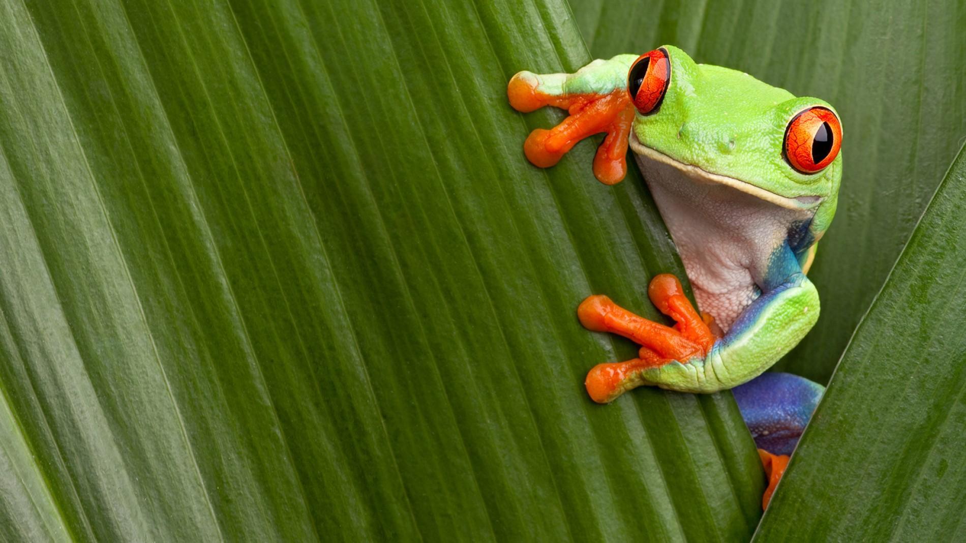 Red Eyed Tree Frog Facts And Picture National Geographic Kids