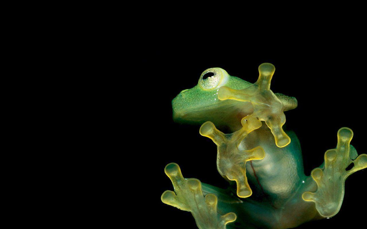 Frog HD Wallpaper and Background Image