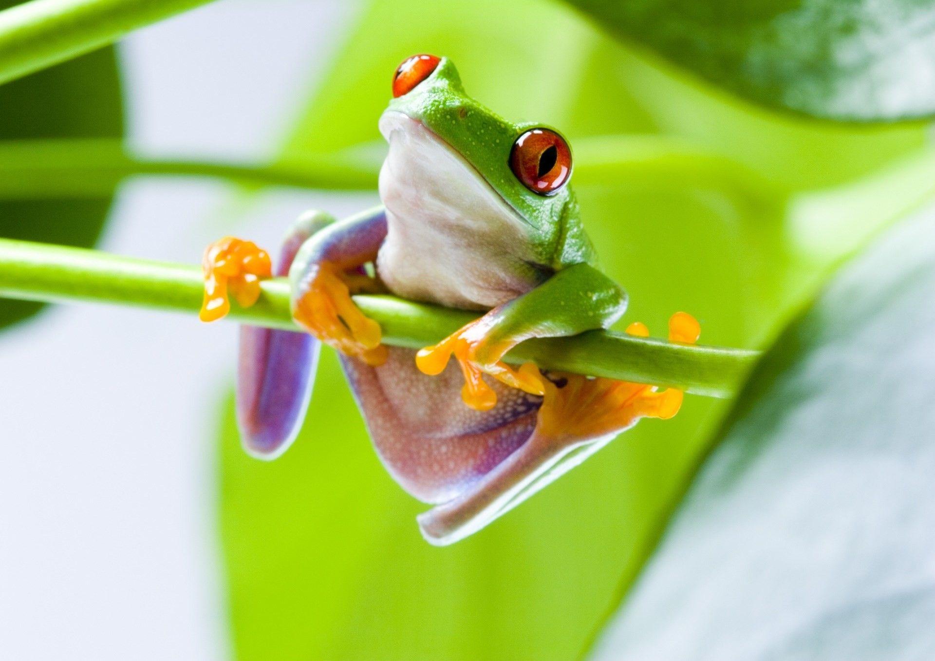 High Def Tree Frog Backgrounds - Wallpaper Cave