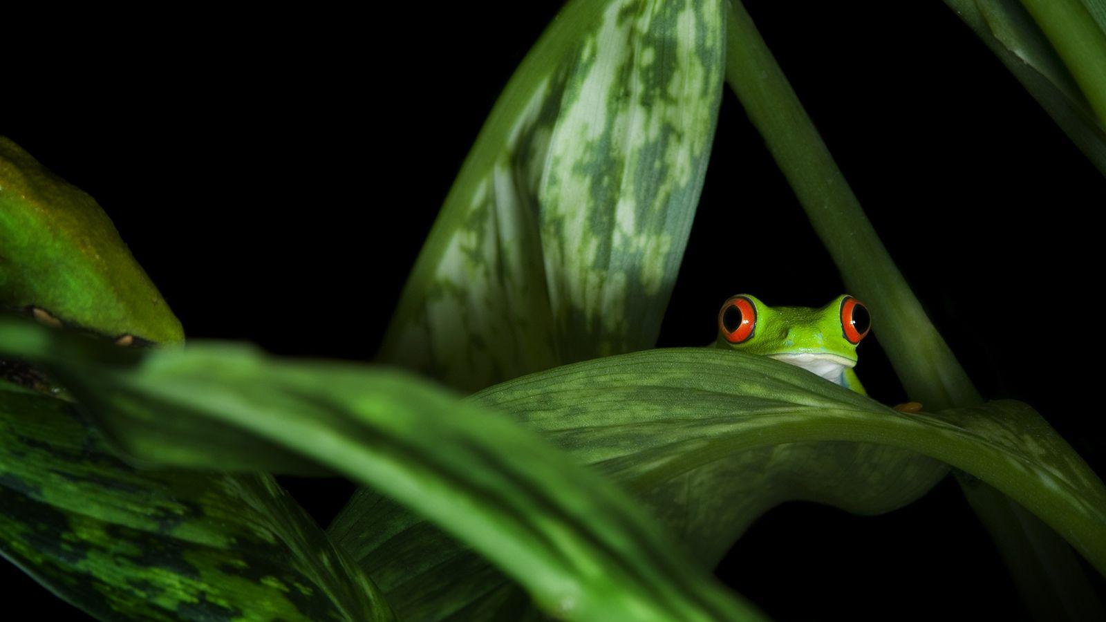 Red Eyed Tree Frog Facts And Picture National Geographic Kids