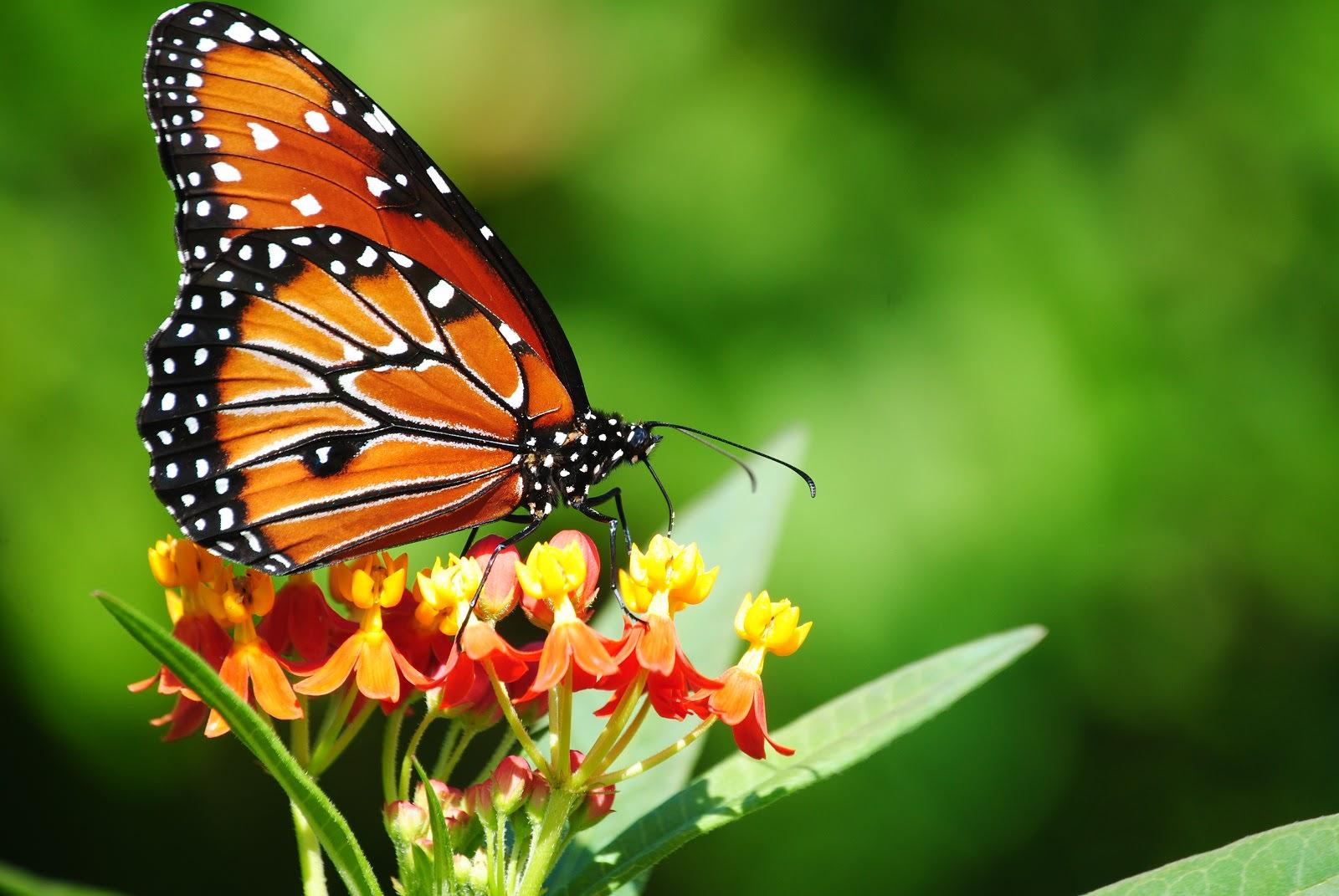 Colourful Butterflies HD Wallpaper