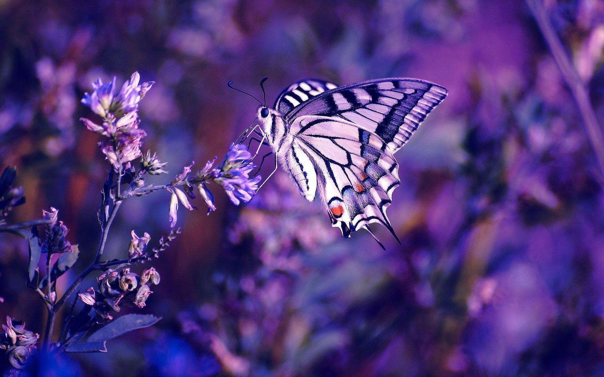 Animals Background In High Quality: Purple Butterfly