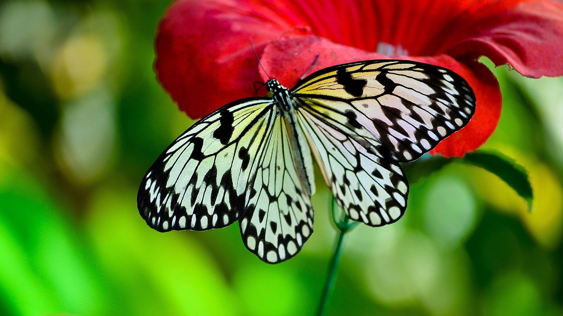 High Quality Butterfly Wallpapers - Wallpaper Cave