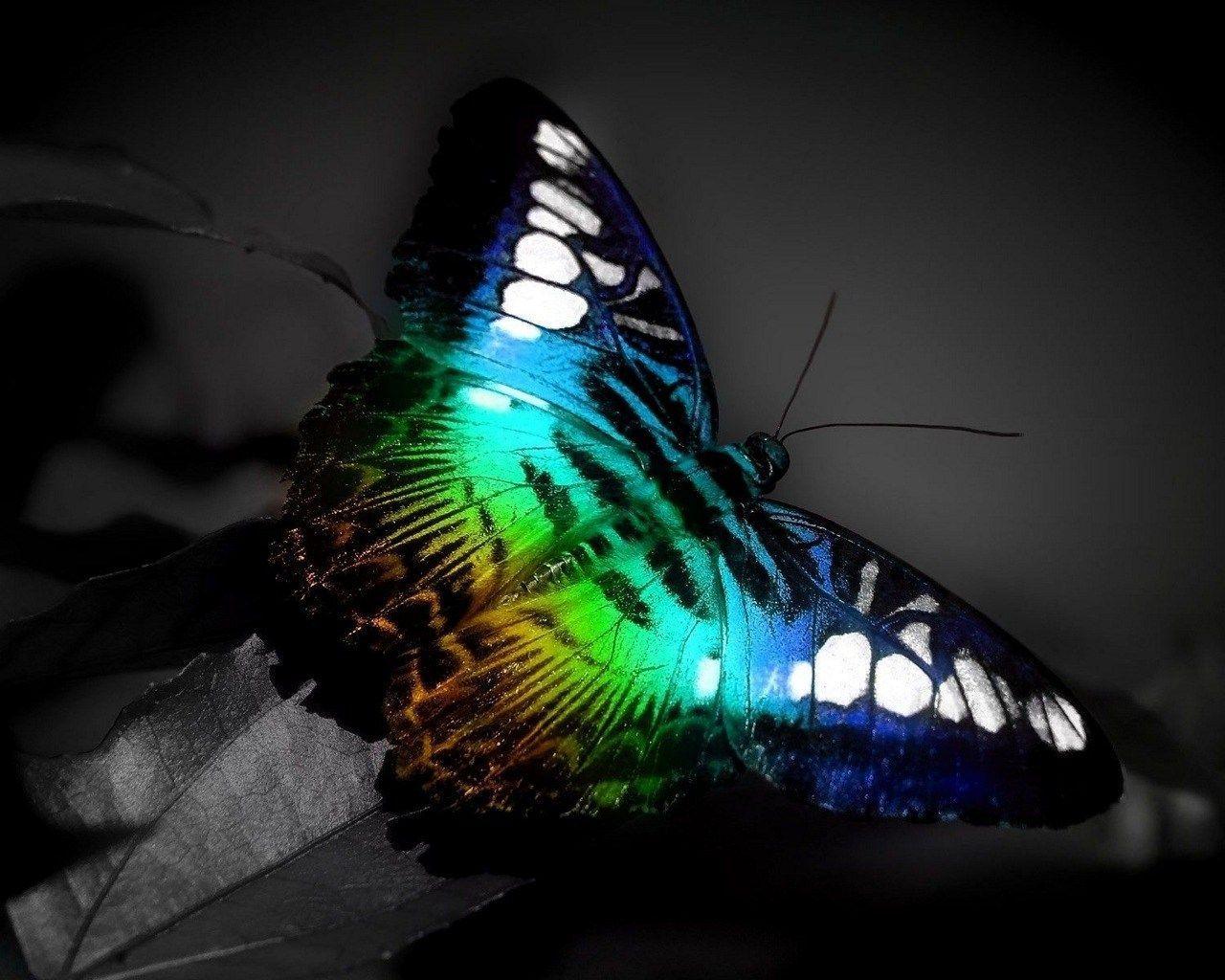 butterfly 1080p high quality 1280x1024. scream. High