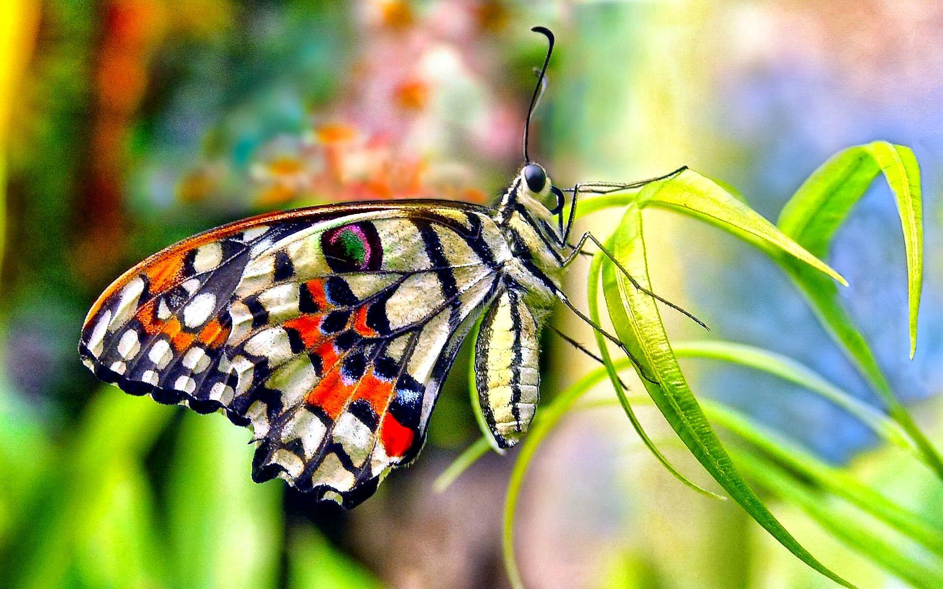 Butterfly Wallpaper, Impressive Photo of Butterfly, Colelction ID