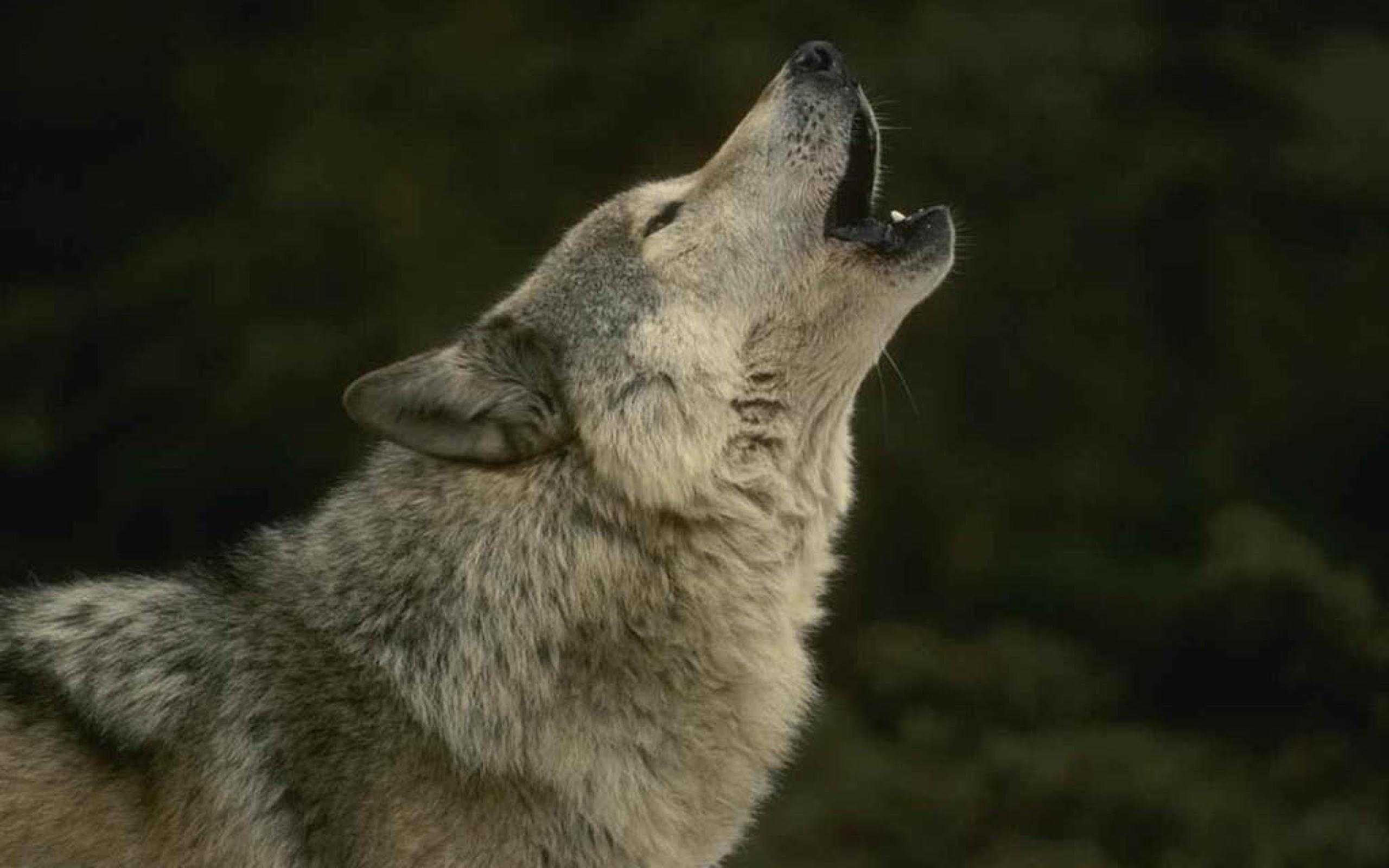 Howling Wolf Wide Wallpaper HD Image Background Long For Mobile