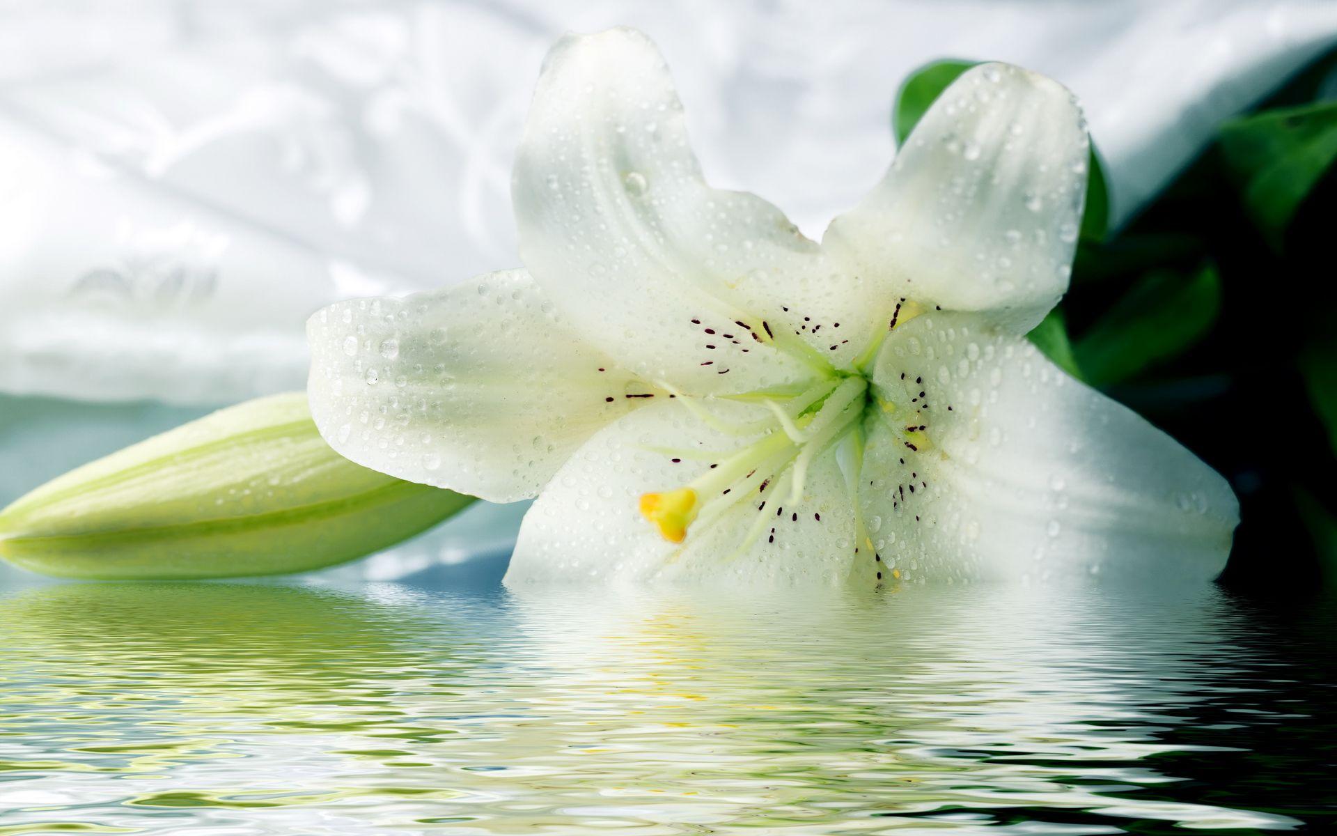 Computer Lily Picture Wallpaper, Desktop Background 1920x1200 Id