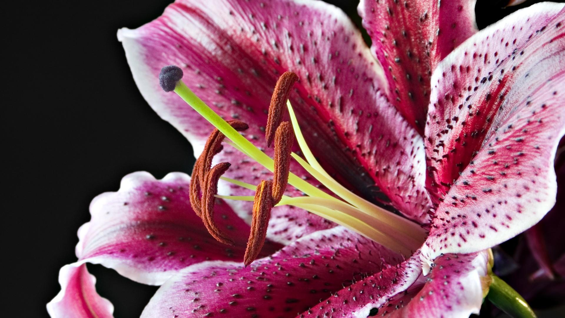 Lily Photo, Lily Wallpaper