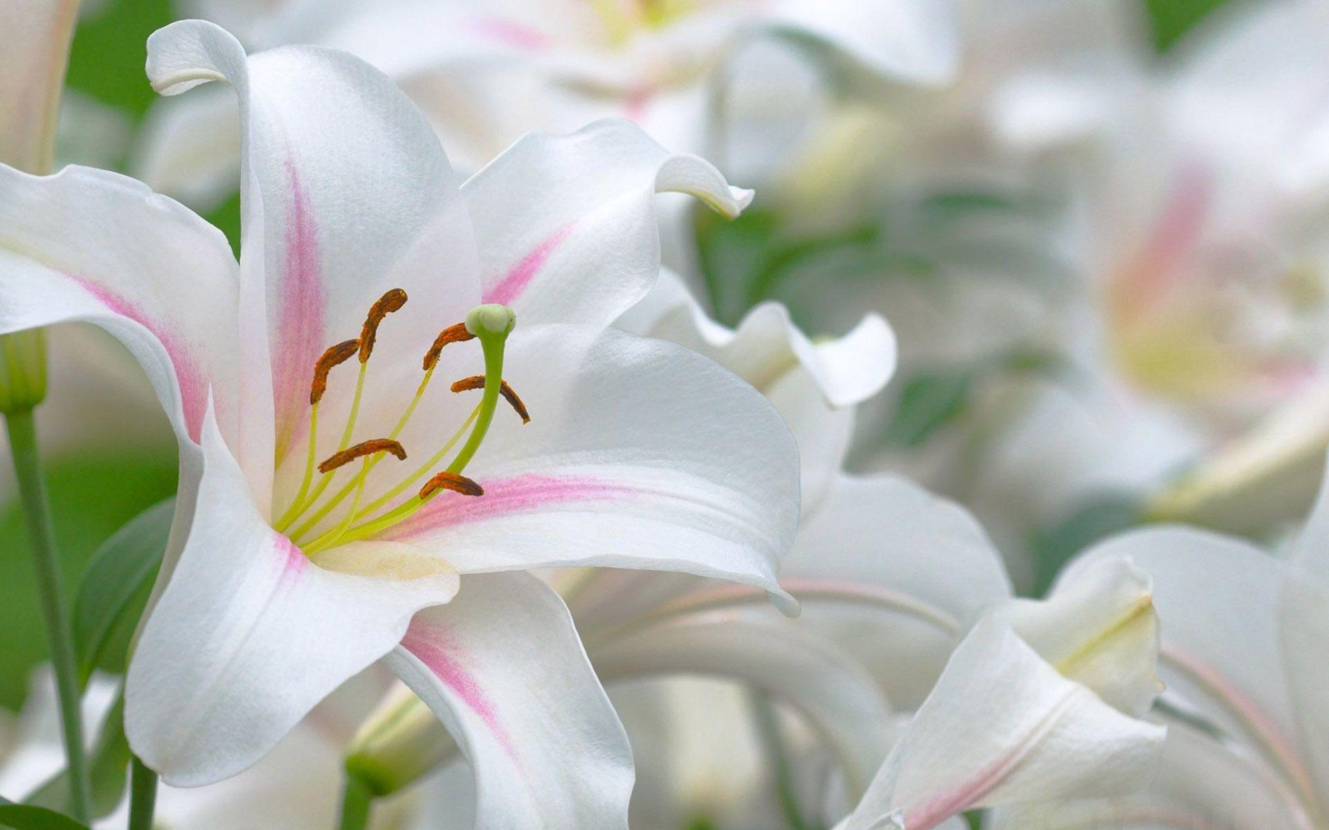 Lily Wallpaper, 32 Lily Android Compatible Picture, Fungyung