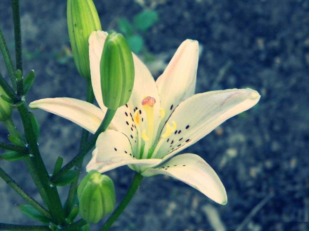 Free Lily high quality wallpaper for HD 1024x768 computer