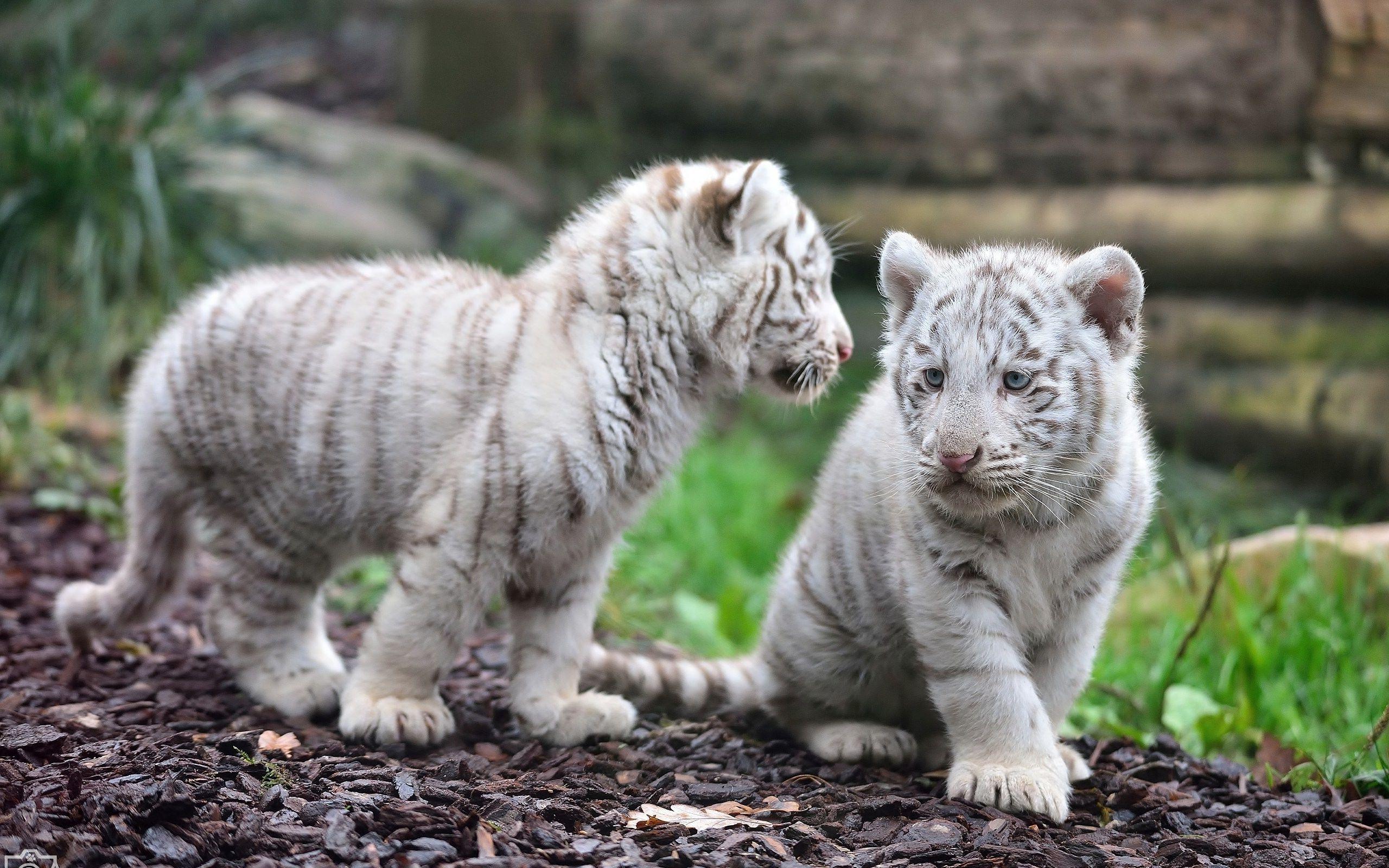 White tiger cubs Wallpaper