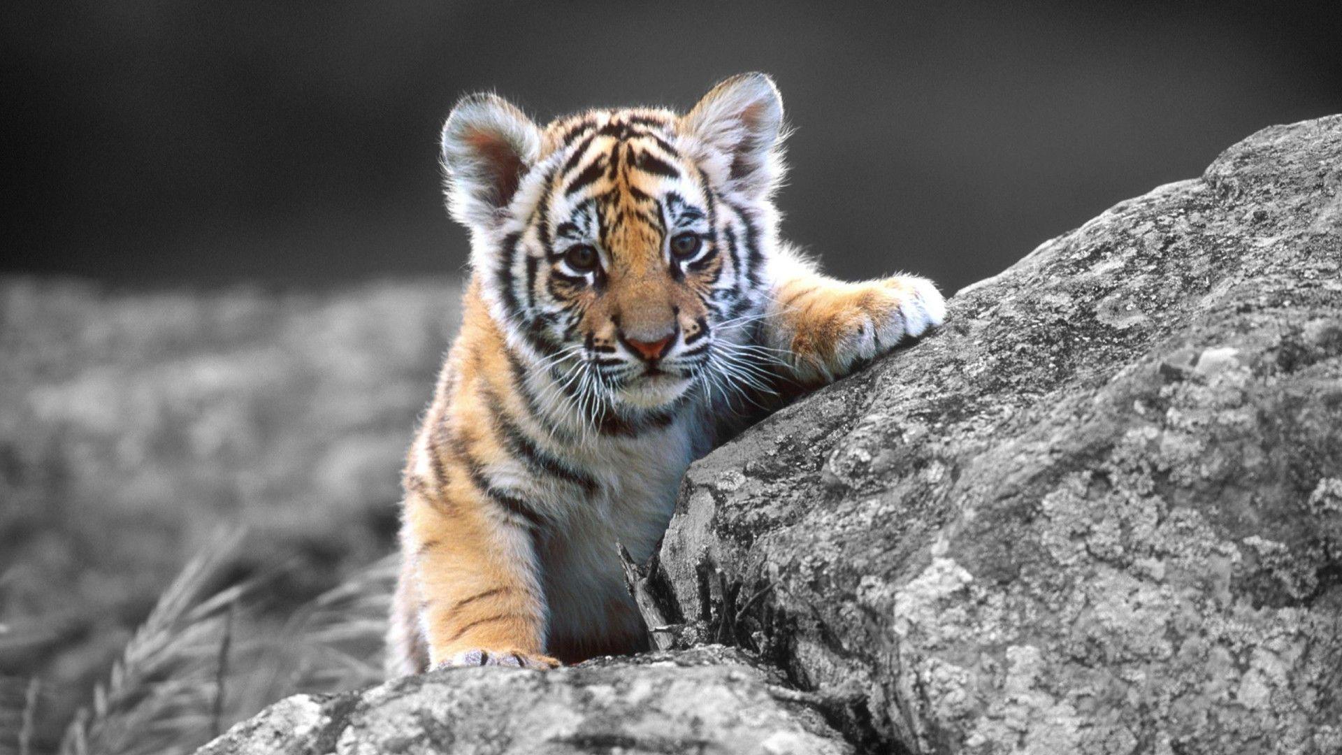 White tiger cub wallpaper Gallery